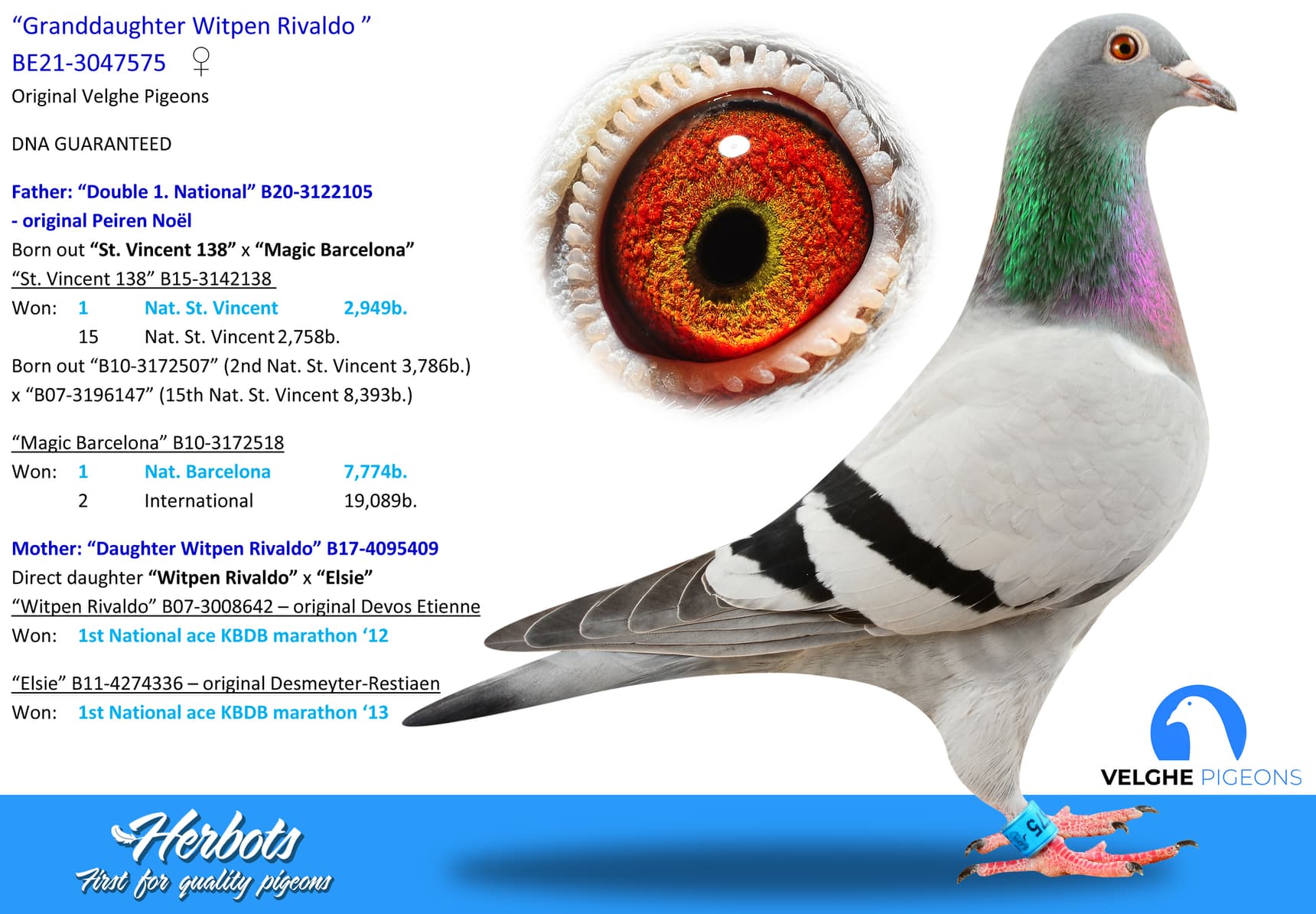 pigeon: undefined
