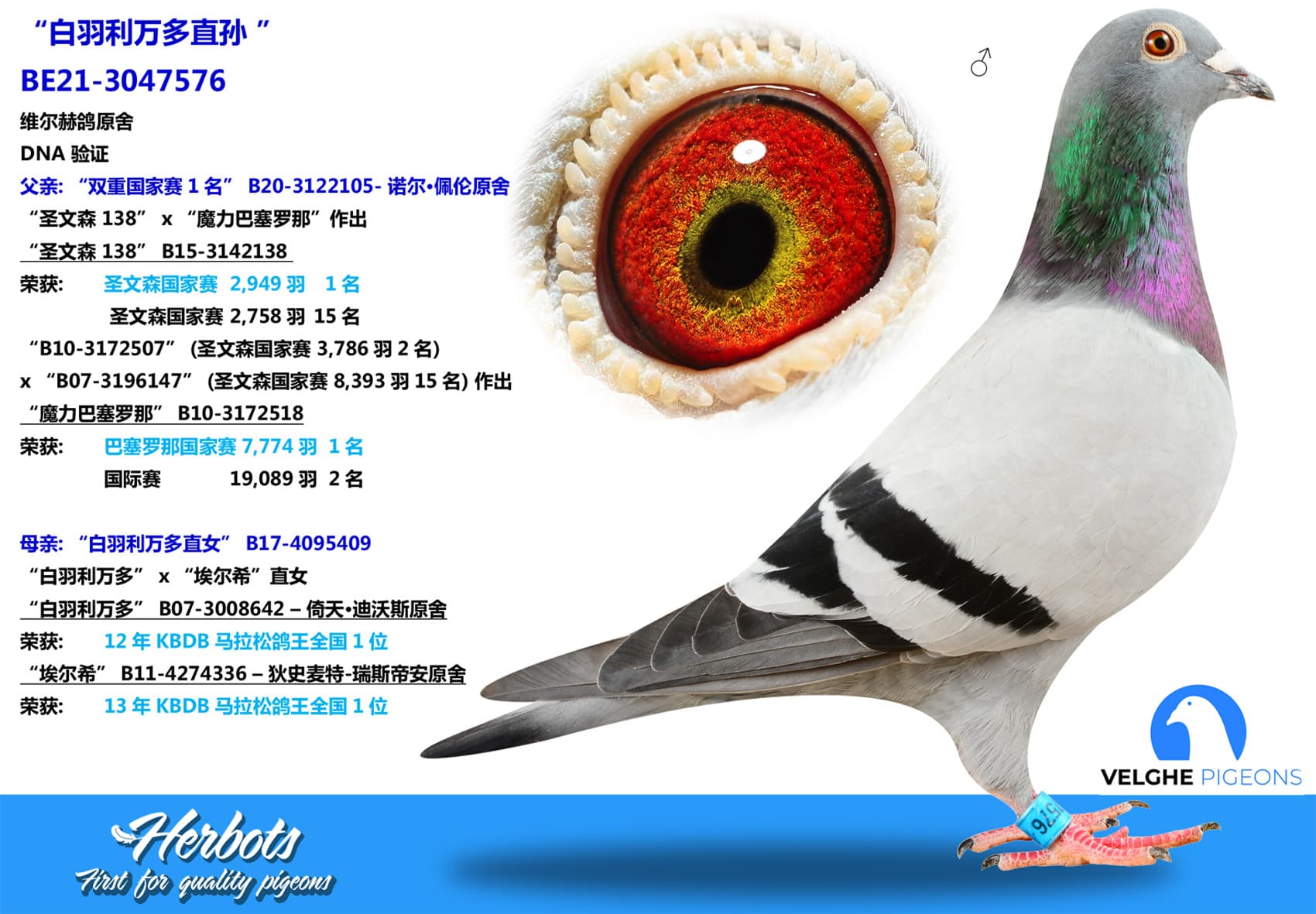 pigeon: “白羽利万多直孙 ”