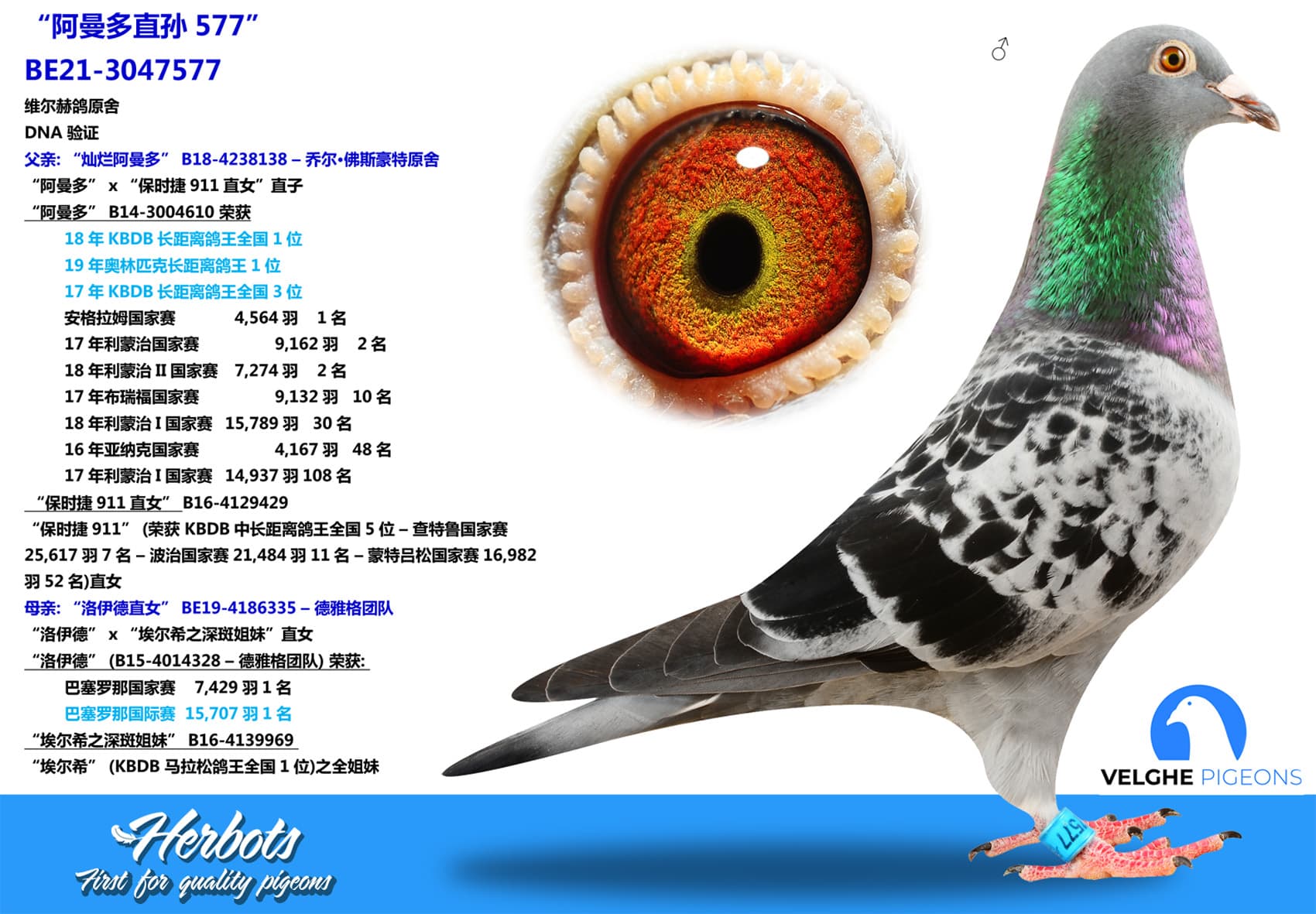 pigeon: “阿曼多直孙577”