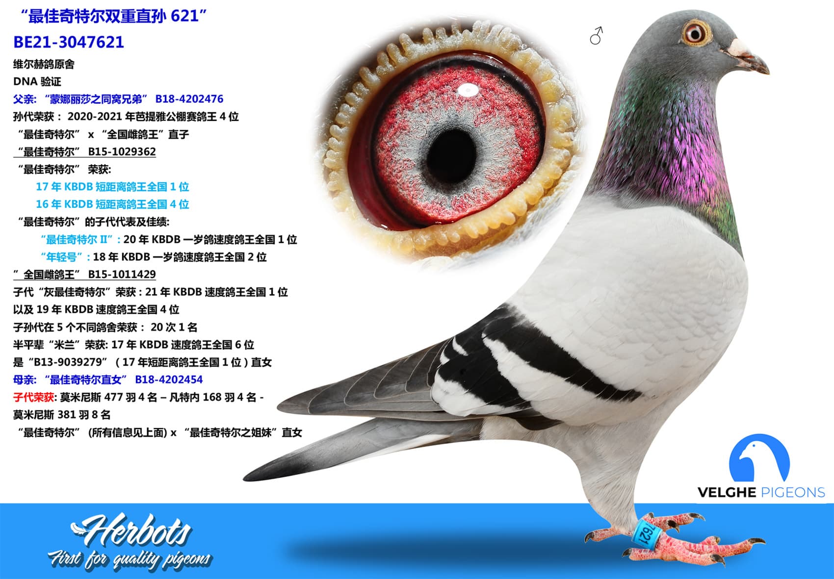 pigeon: “最佳奇特尔双重直孙621”