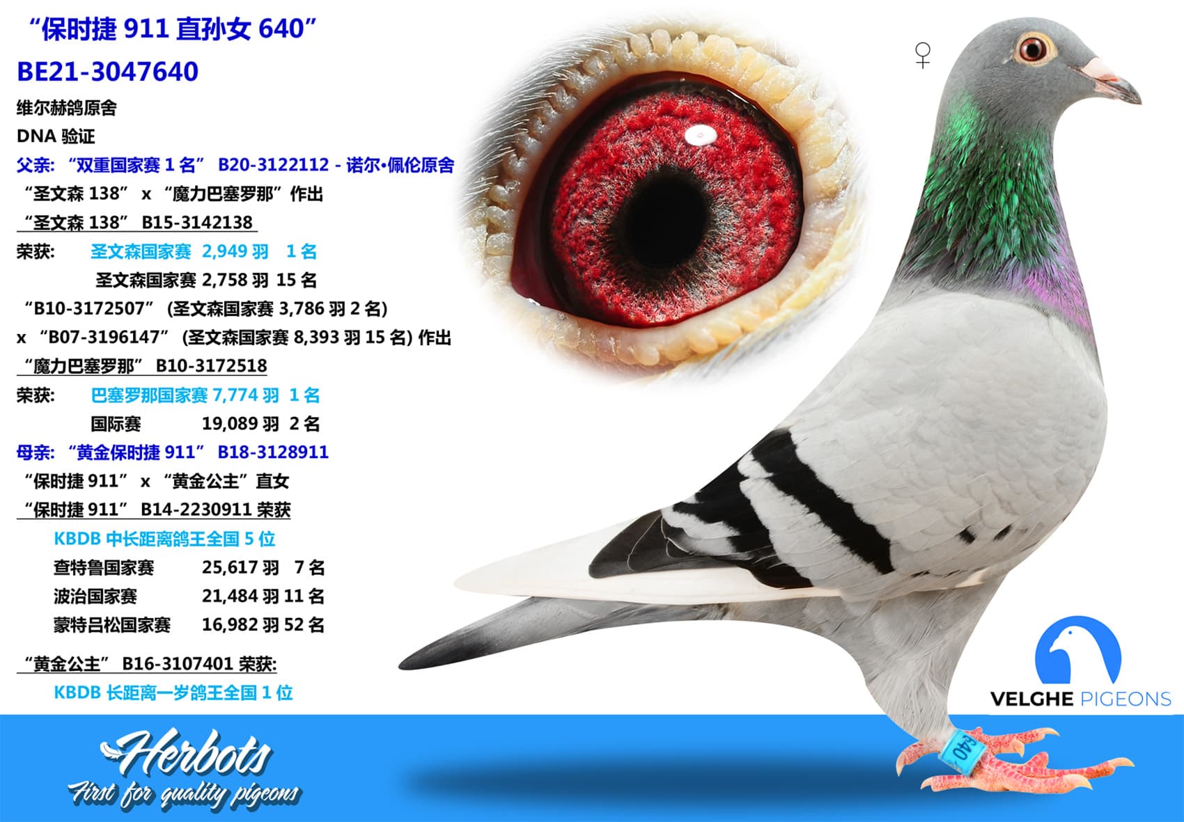 pigeon: “保时捷911直孙女640”