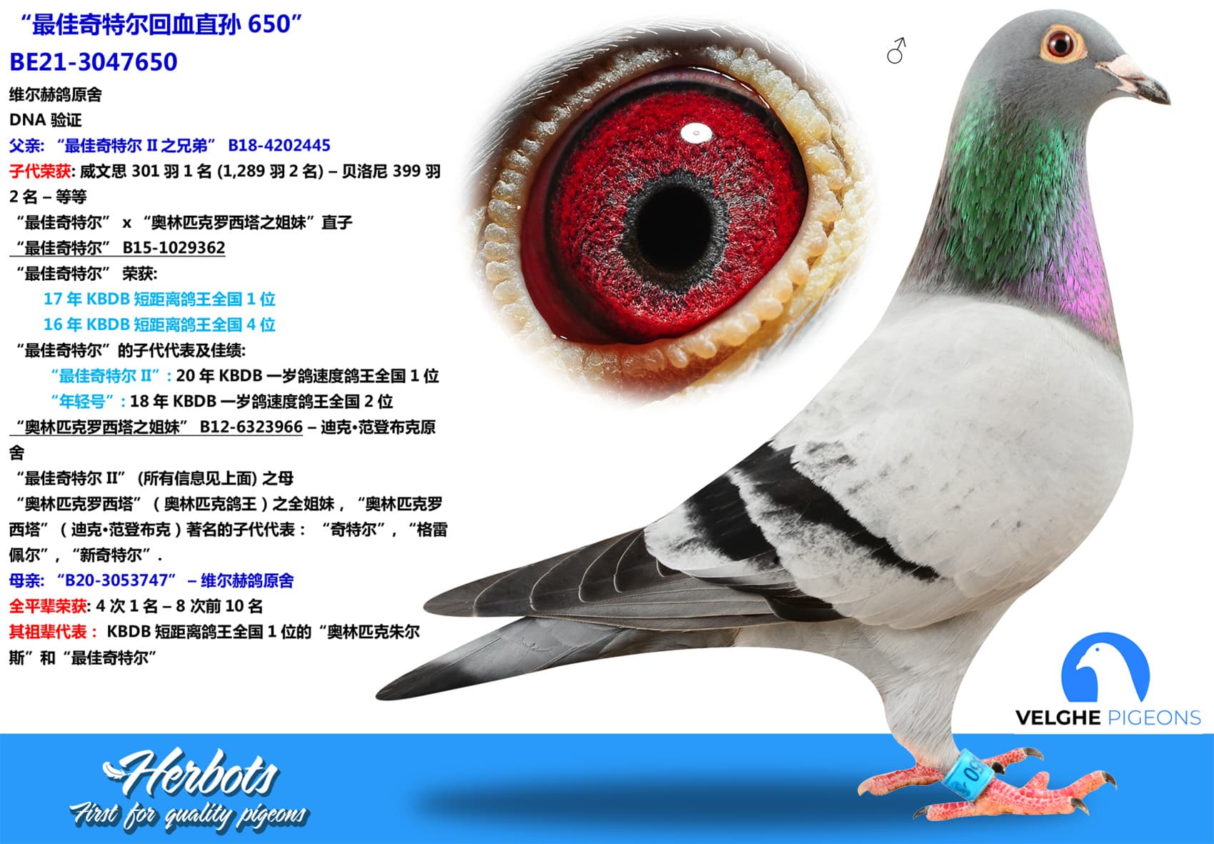 pigeon: “最佳奇特尔回血直孙650”