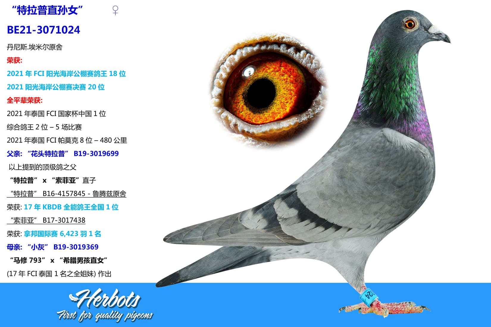 pigeon: “特拉普直孙女”