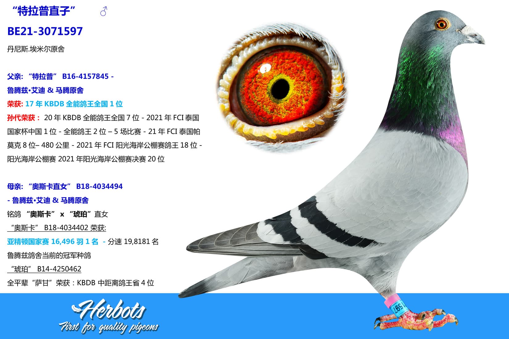 pigeon: “特拉普直子”
