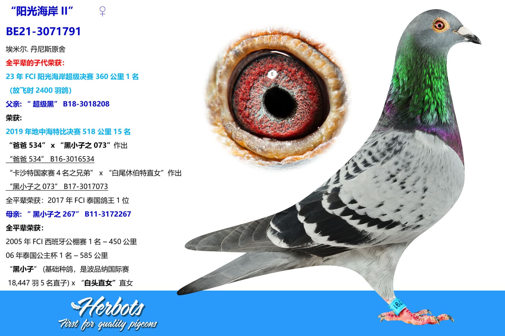 pigeon: undefined