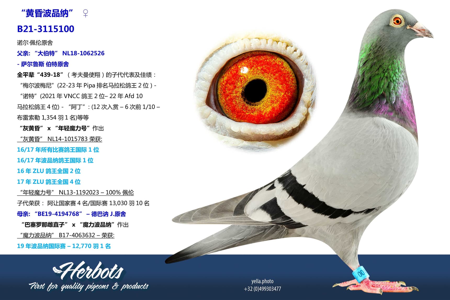 pigeon: “黄昏波品纳”