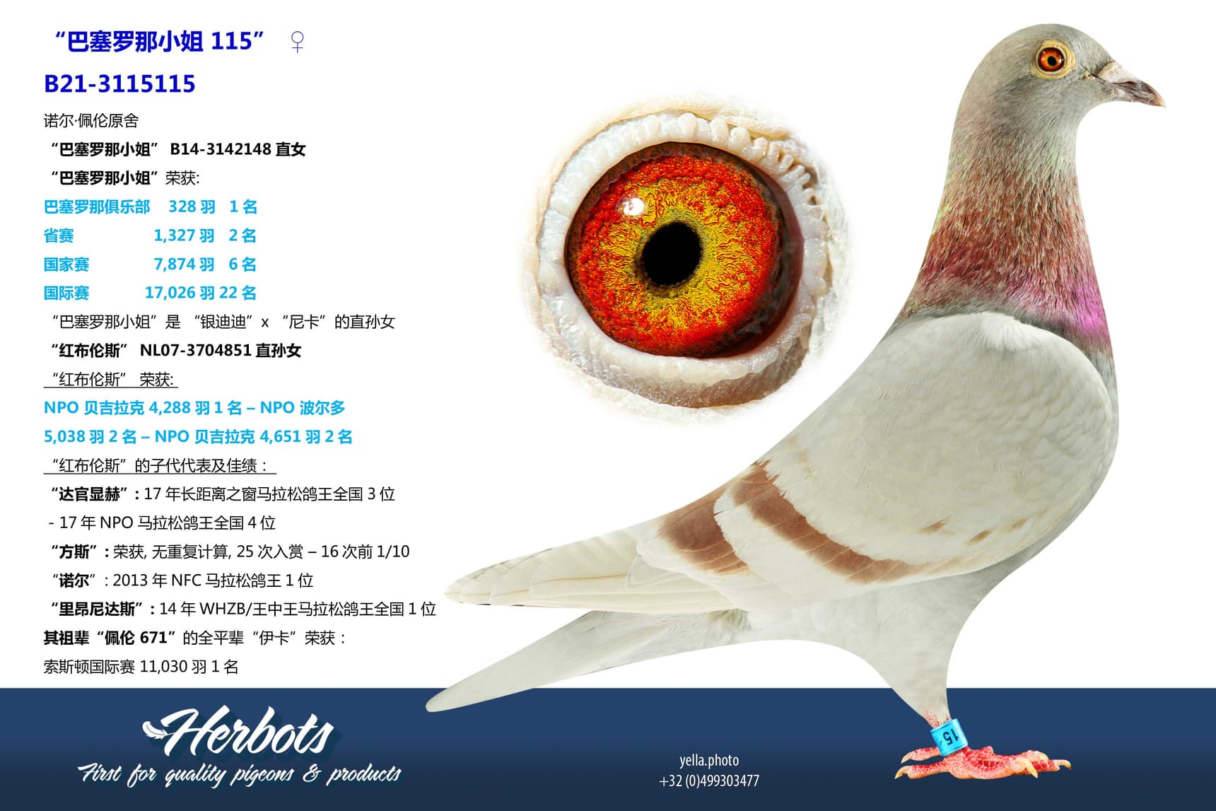 pigeon: “巴塞罗那小姐 115”