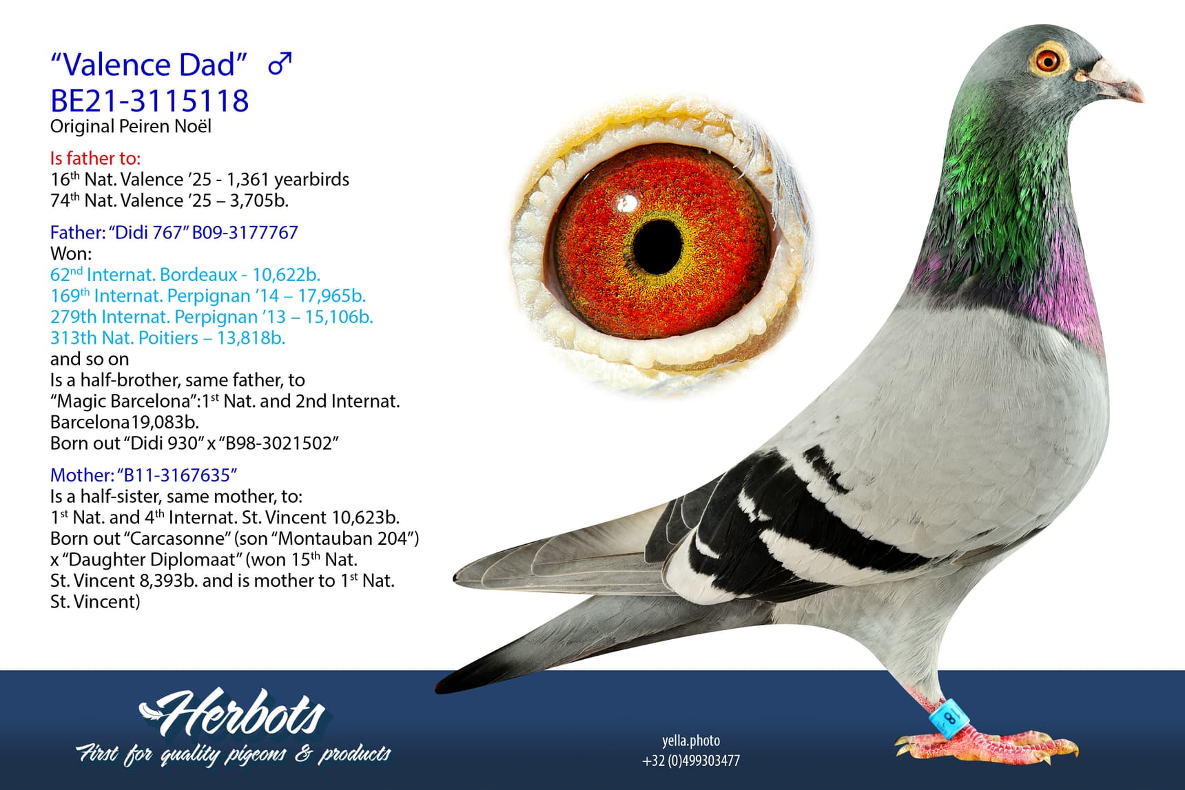 pigeon: “Valence Dad”