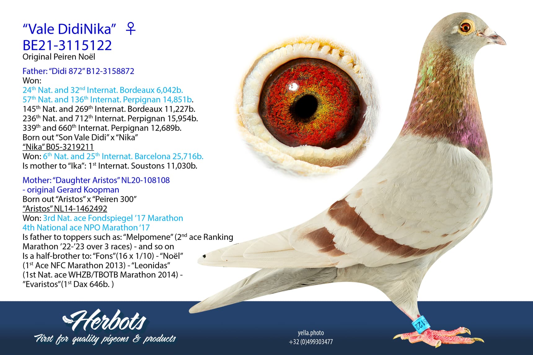 pigeon: “Vale DidiNika”