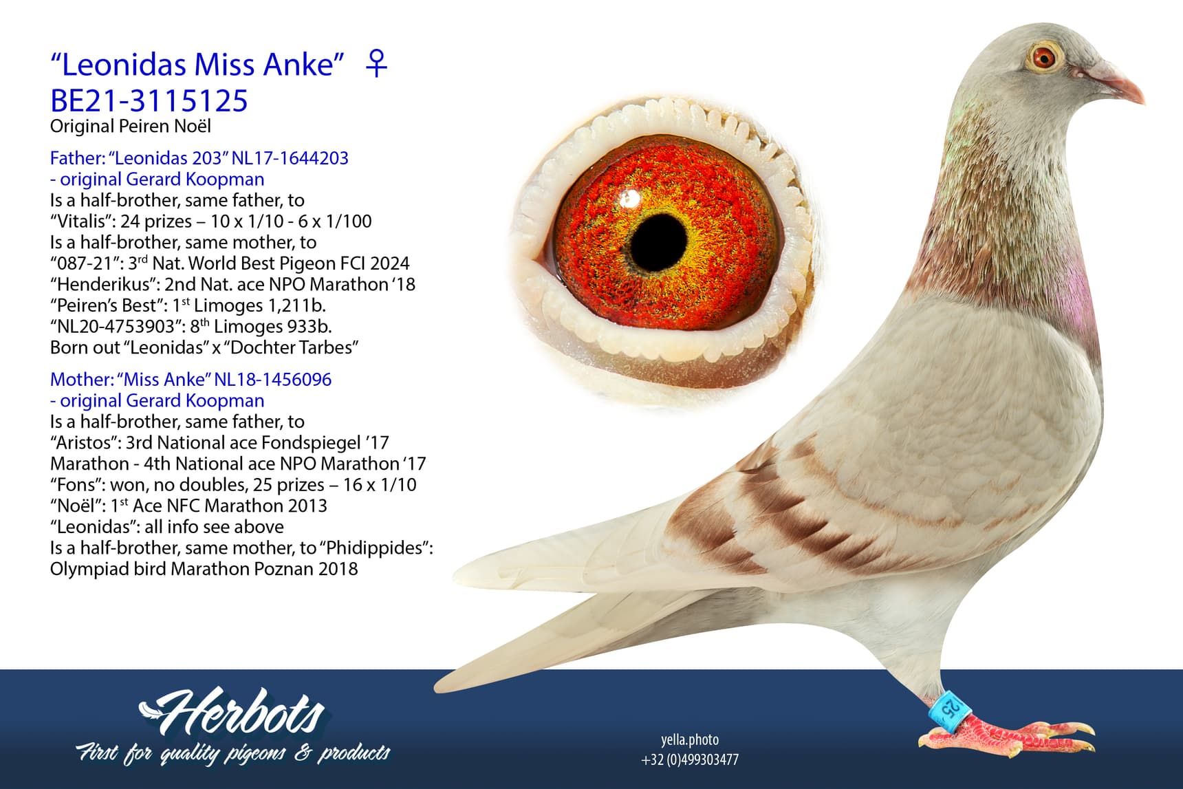 pigeon: “Leonidas Miss Anke”