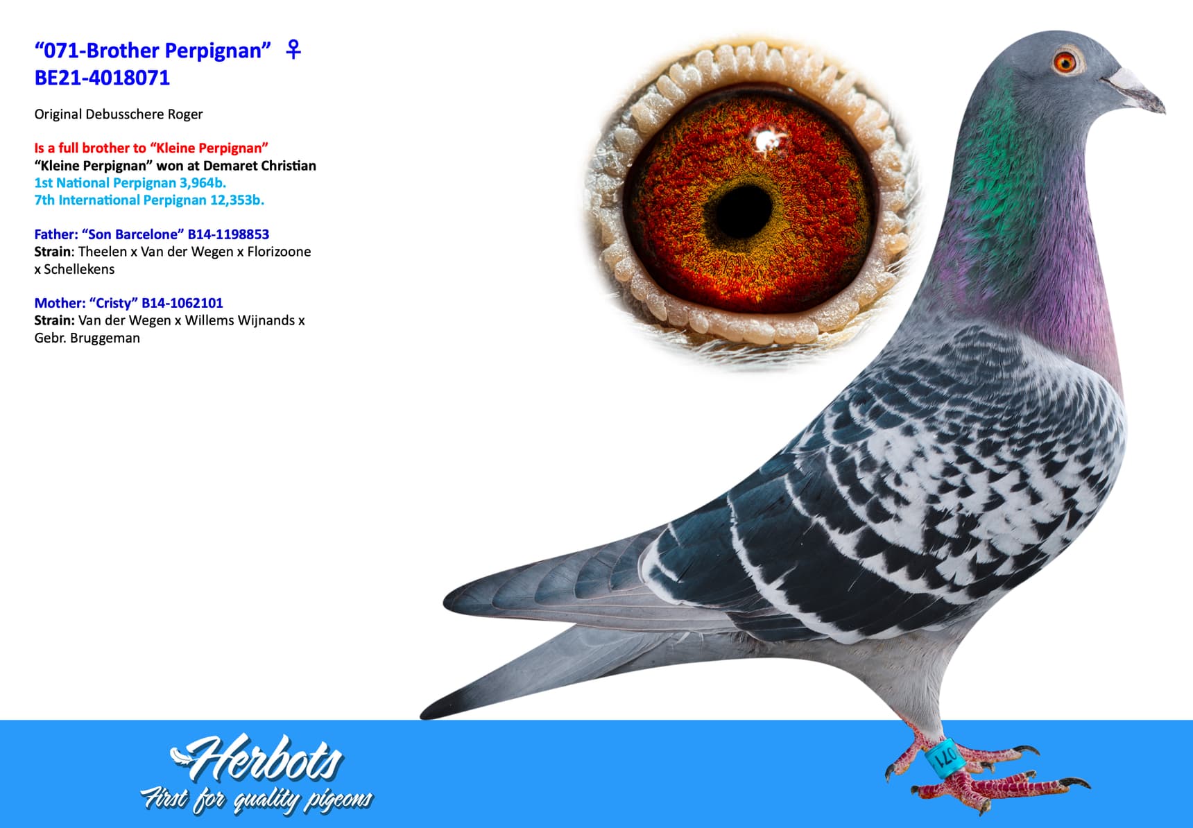 pigeon: undefined