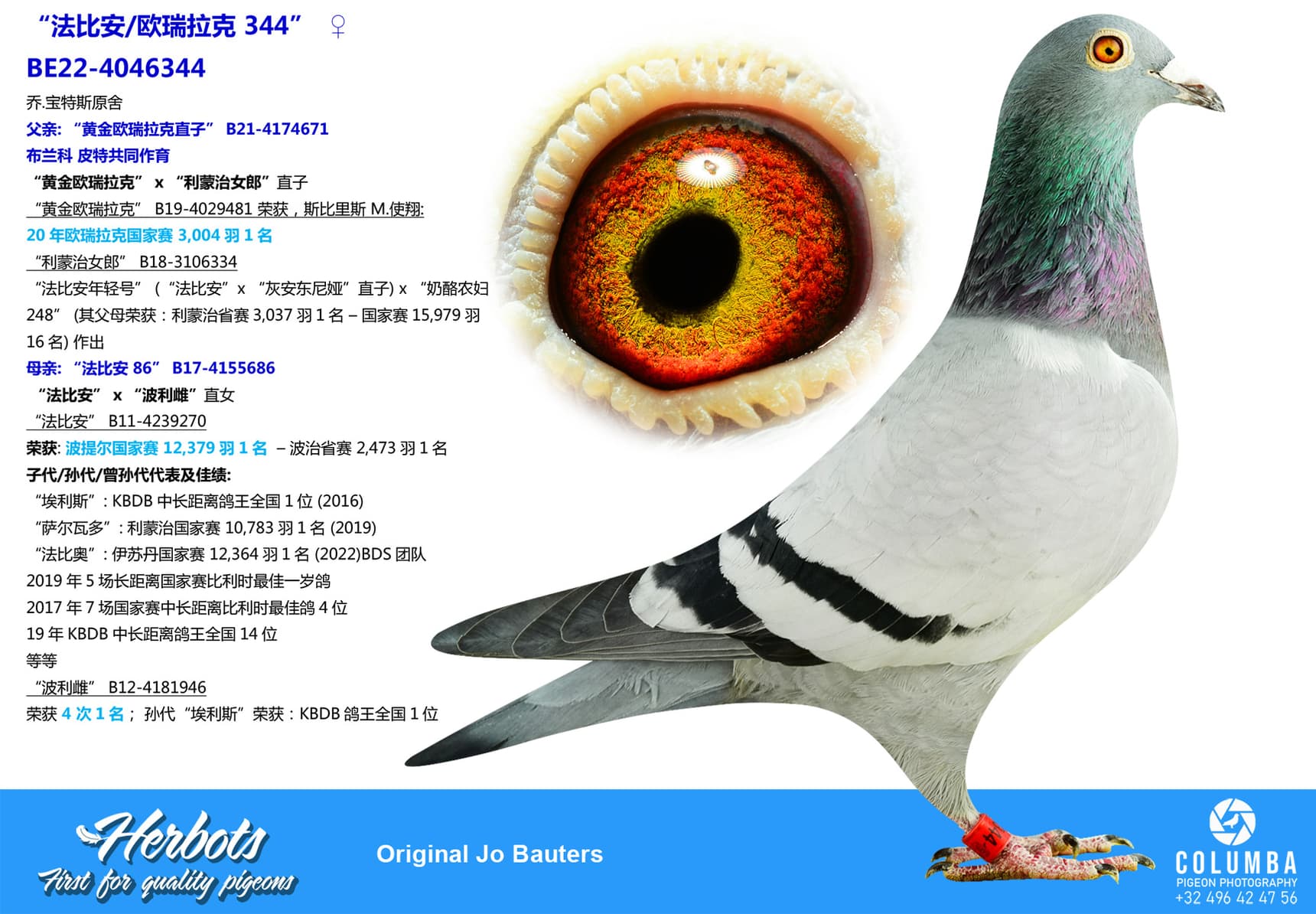 pigeon: undefined