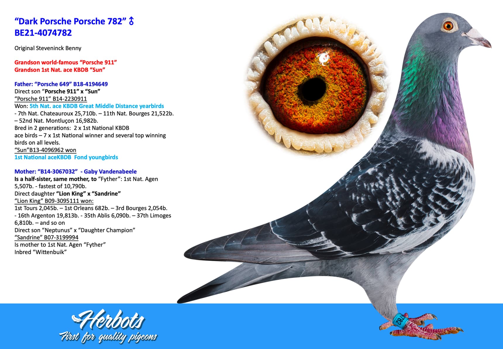 pigeon: “Dark Porsche Porsche 782”