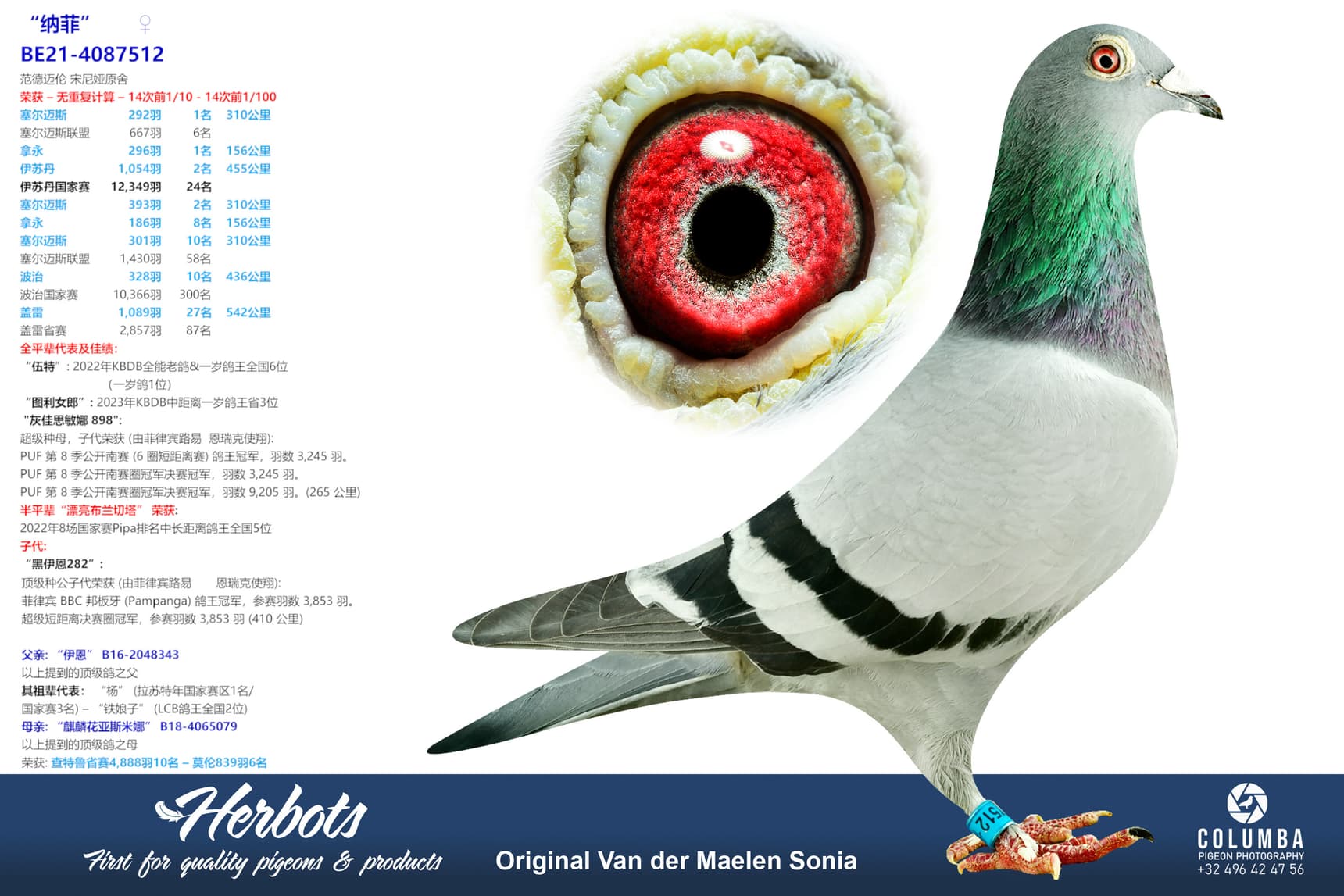 pigeon: “纳菲”