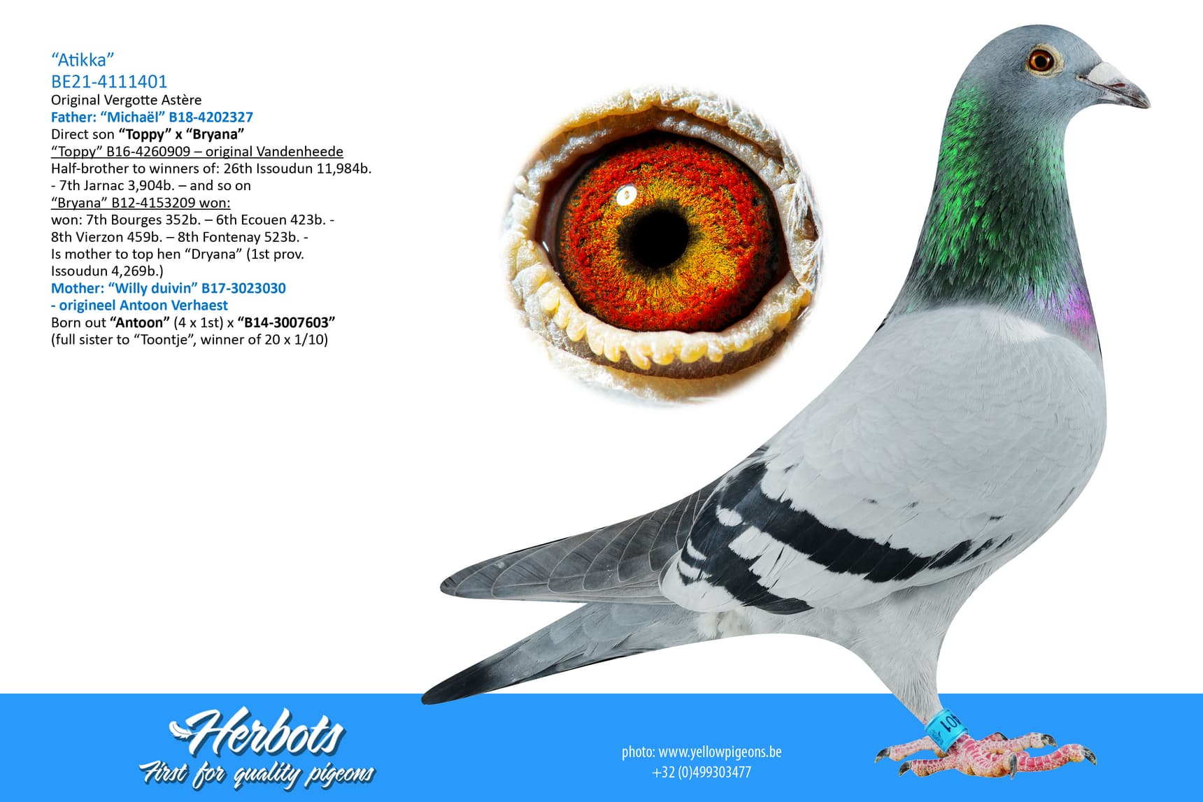 pigeon: undefined