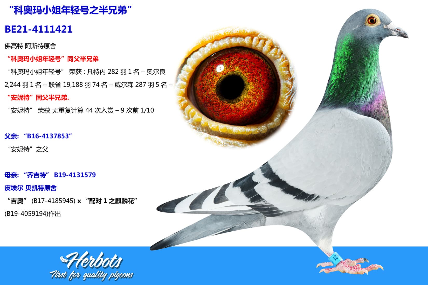 pigeon: undefined