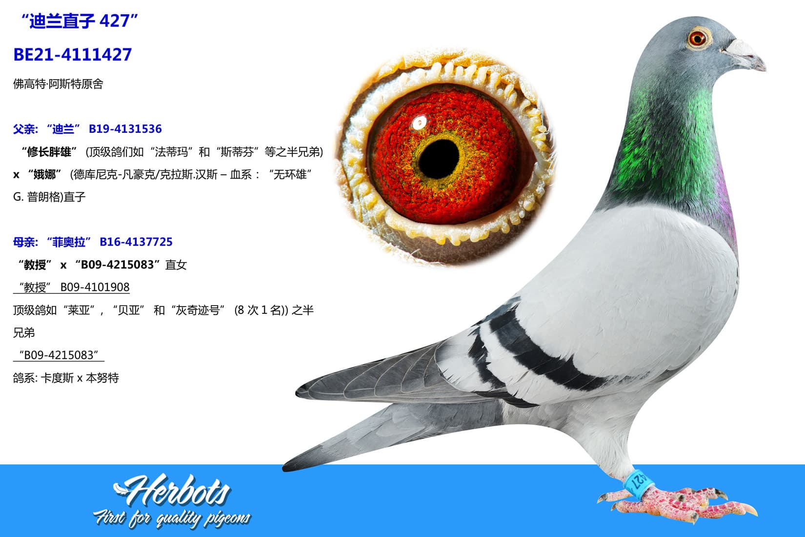 pigeon: undefined