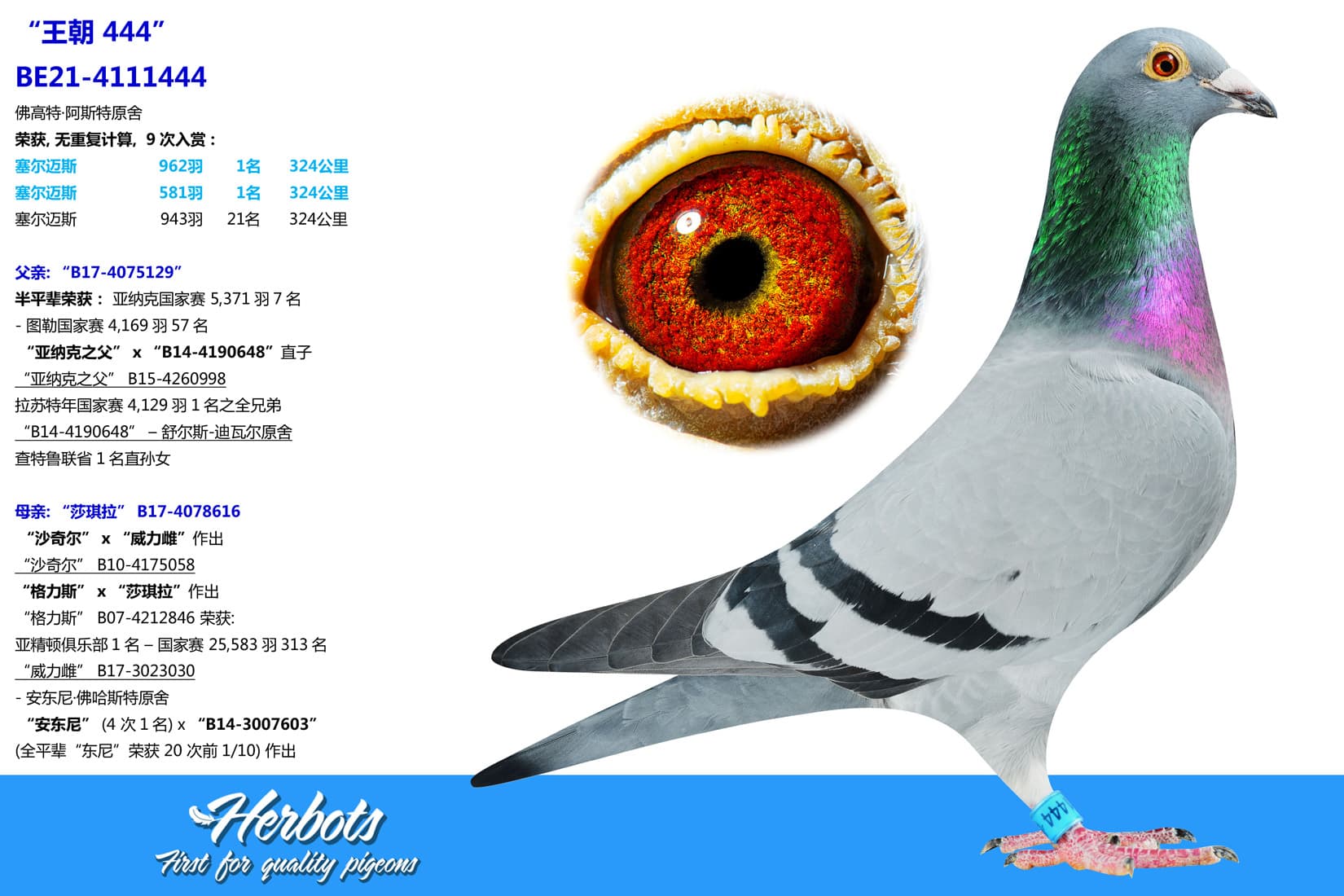 pigeon: undefined