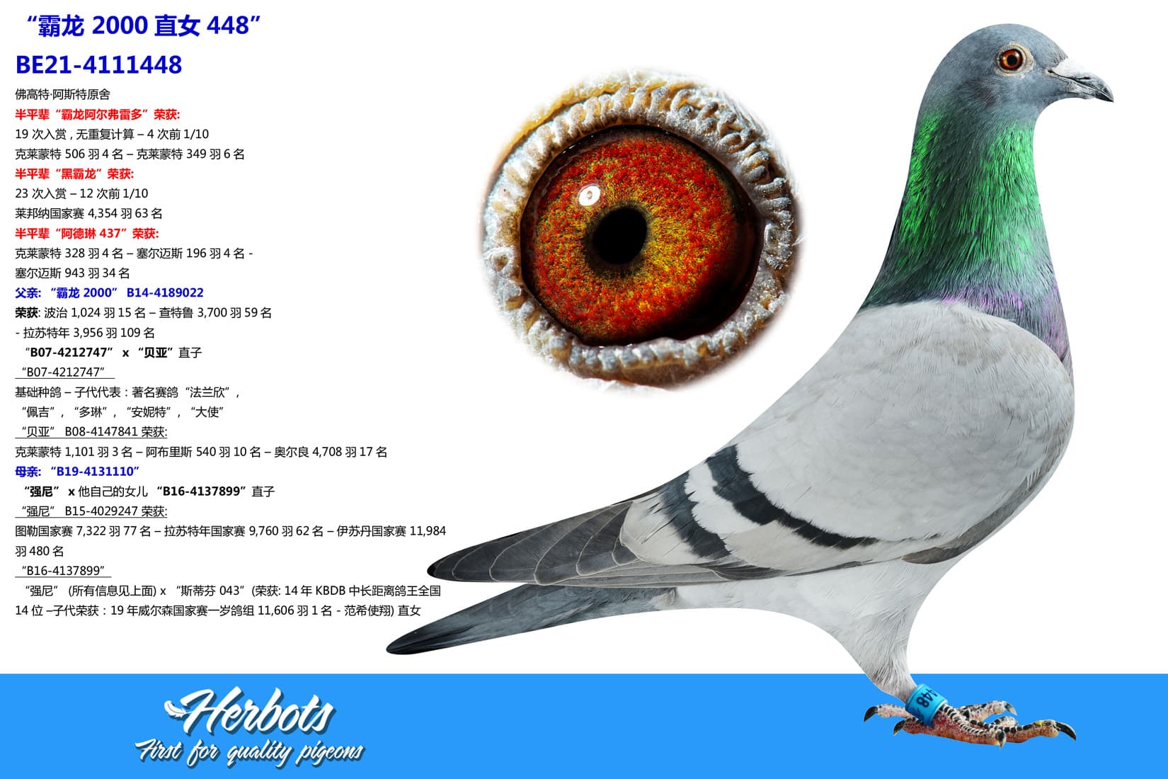 pigeon: undefined