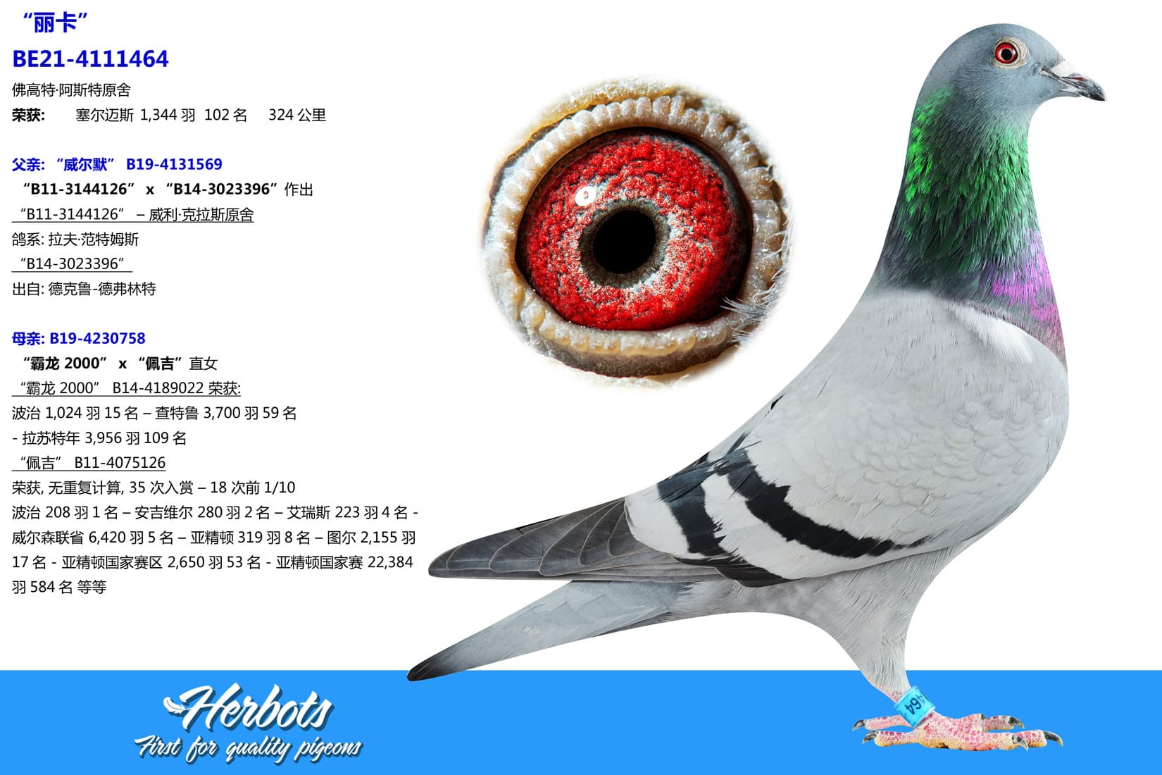 pigeon: undefined