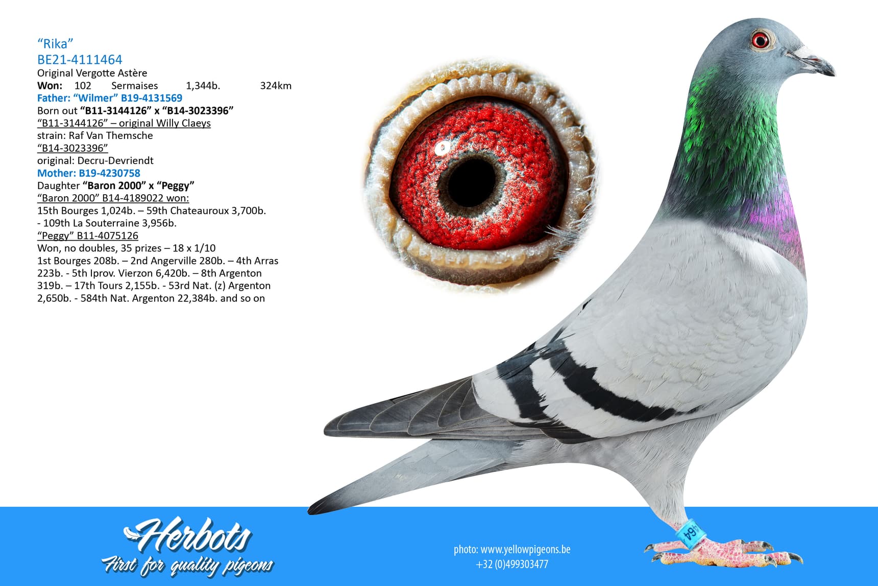 pigeon: undefined