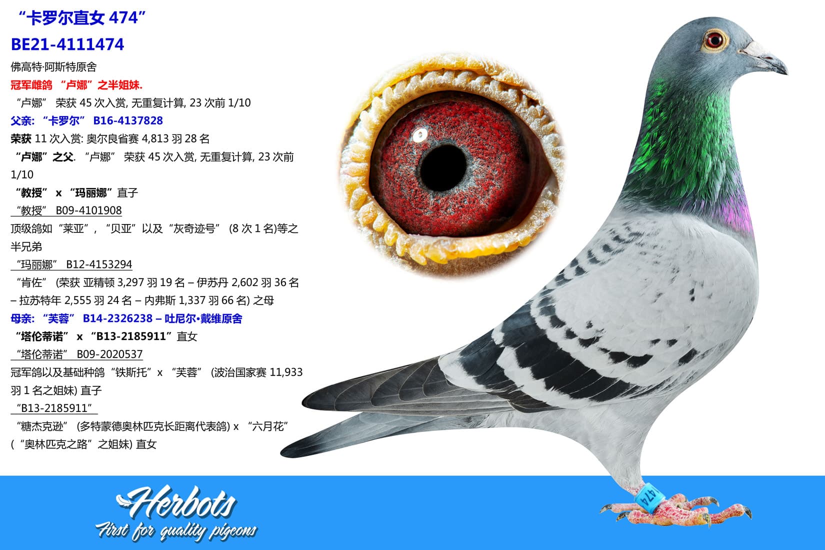 pigeon: undefined