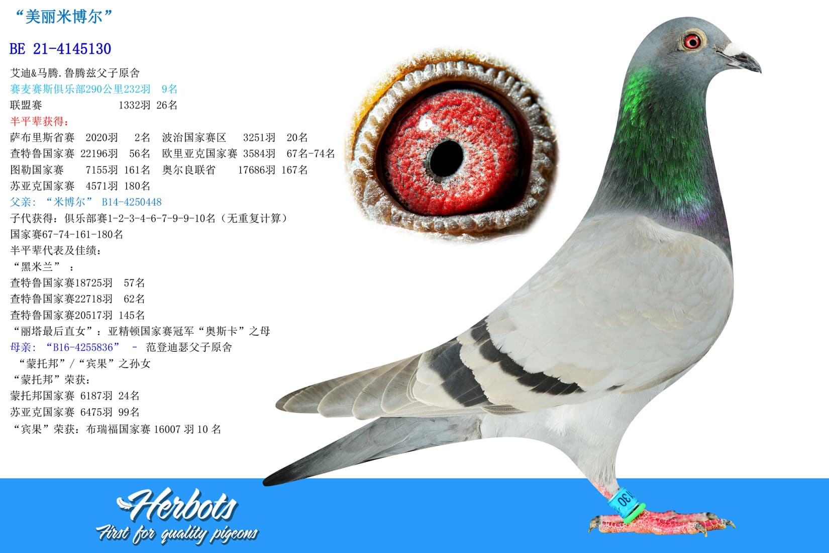 pigeon: undefined