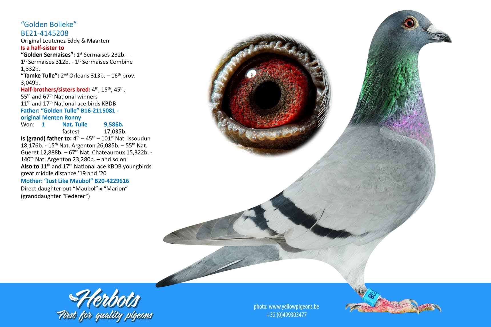 pigeon: undefined