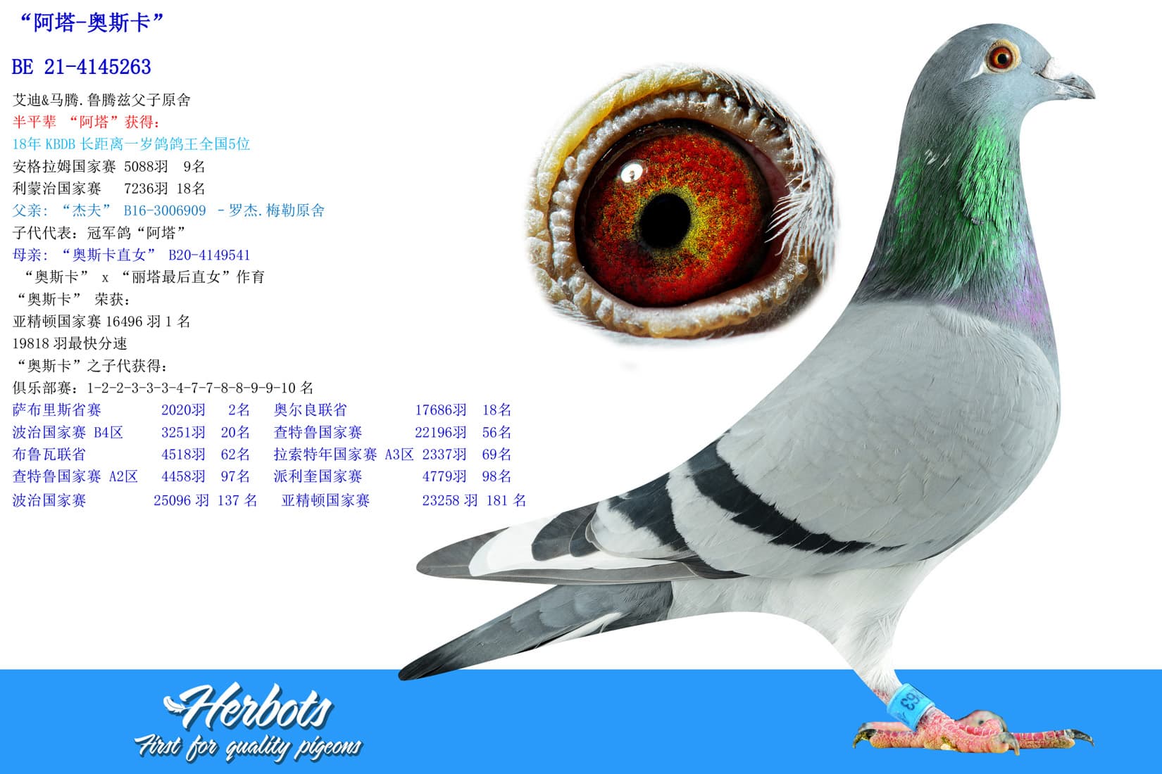 pigeon: undefined