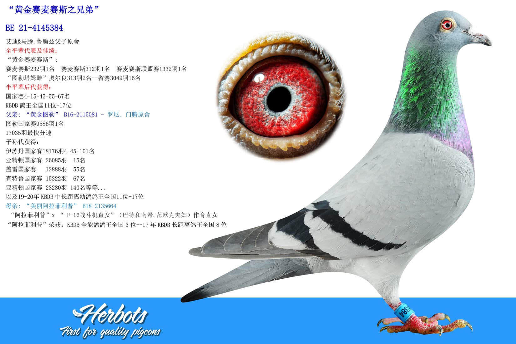 pigeon: “黄金赛麦赛斯之兄弟”