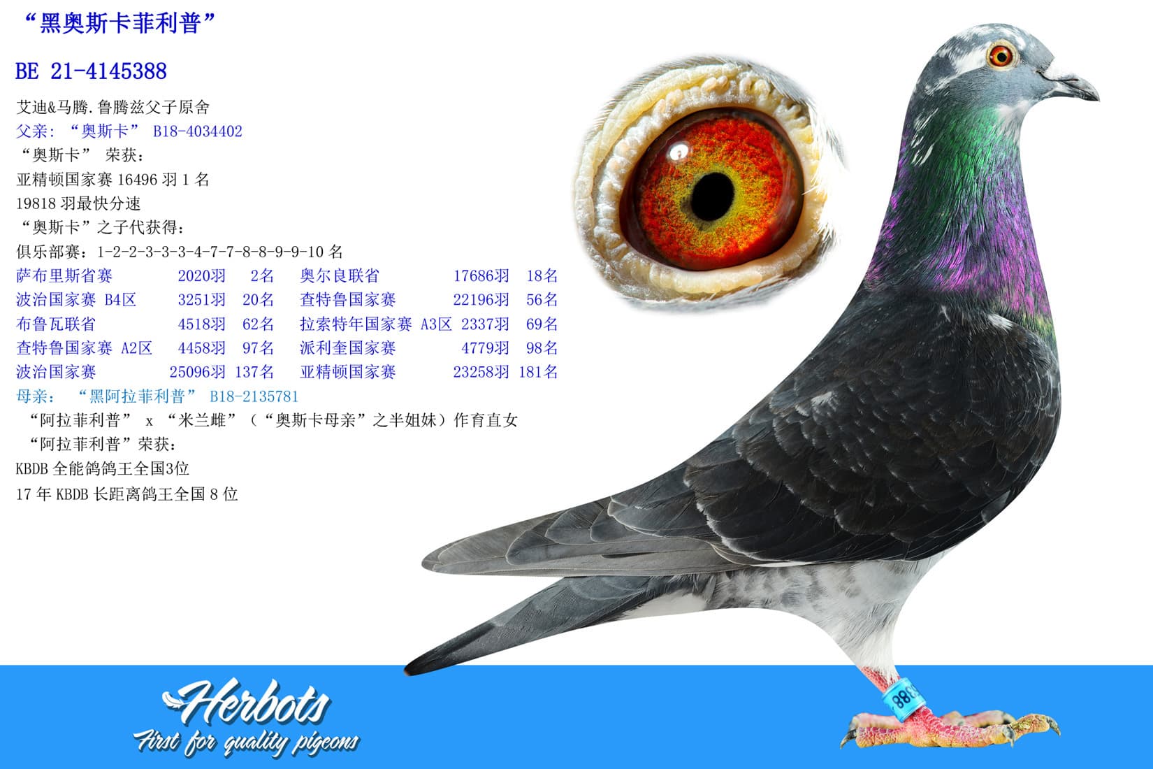 pigeon: undefined