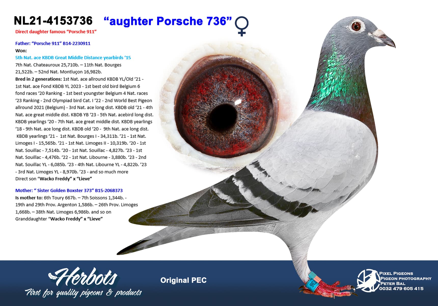 pigeon: “Daughter Porsche 736”