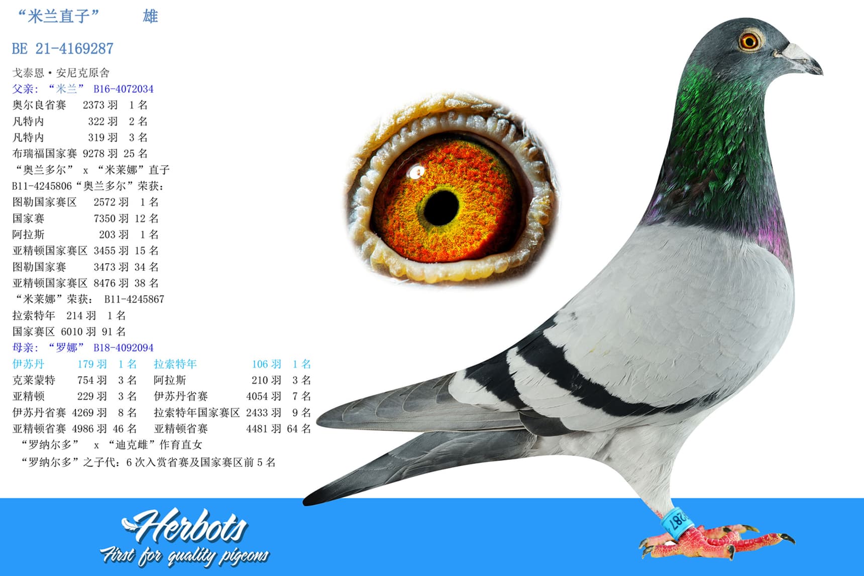 pigeon: “米兰直子”		雄