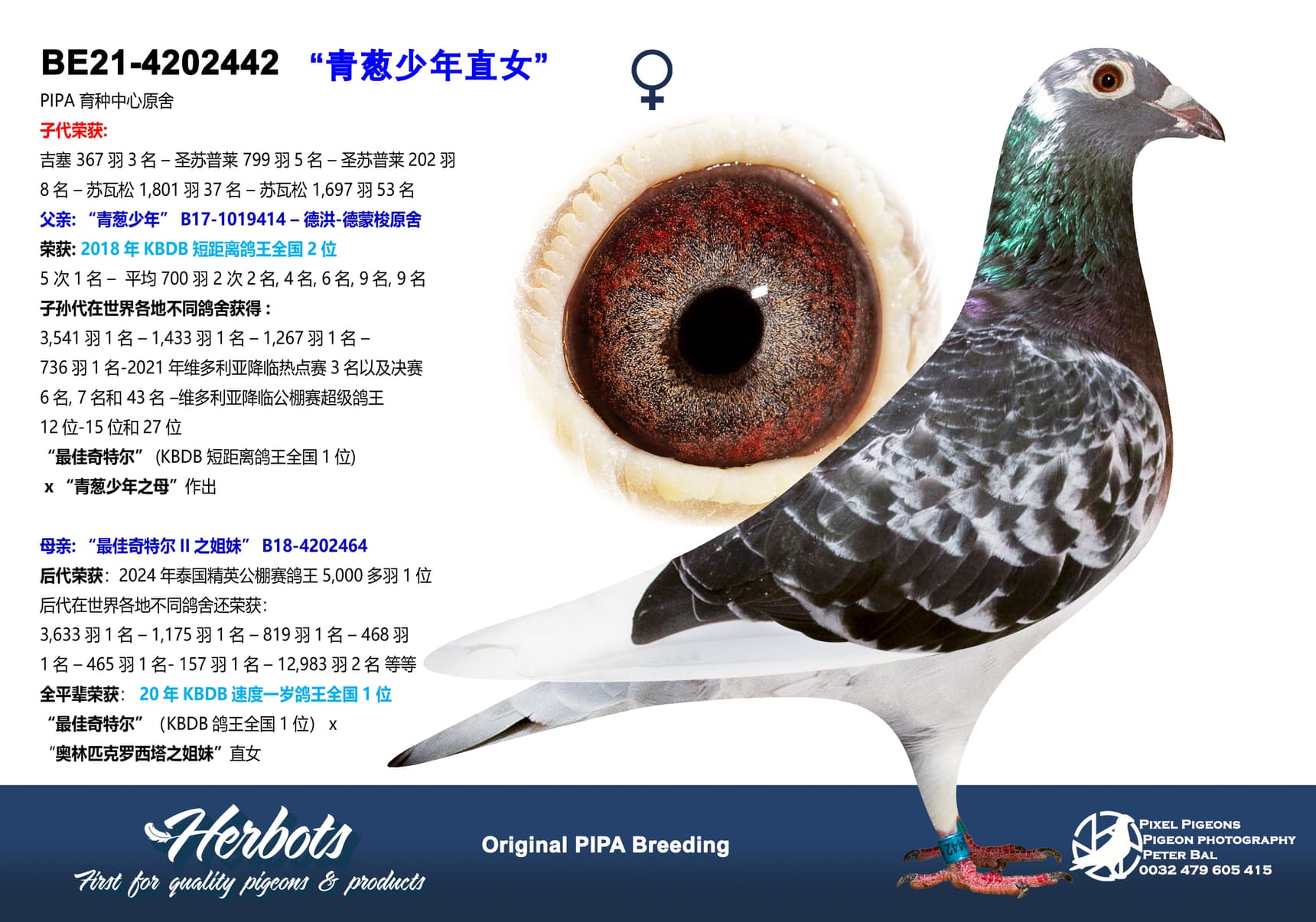 pigeon: undefined