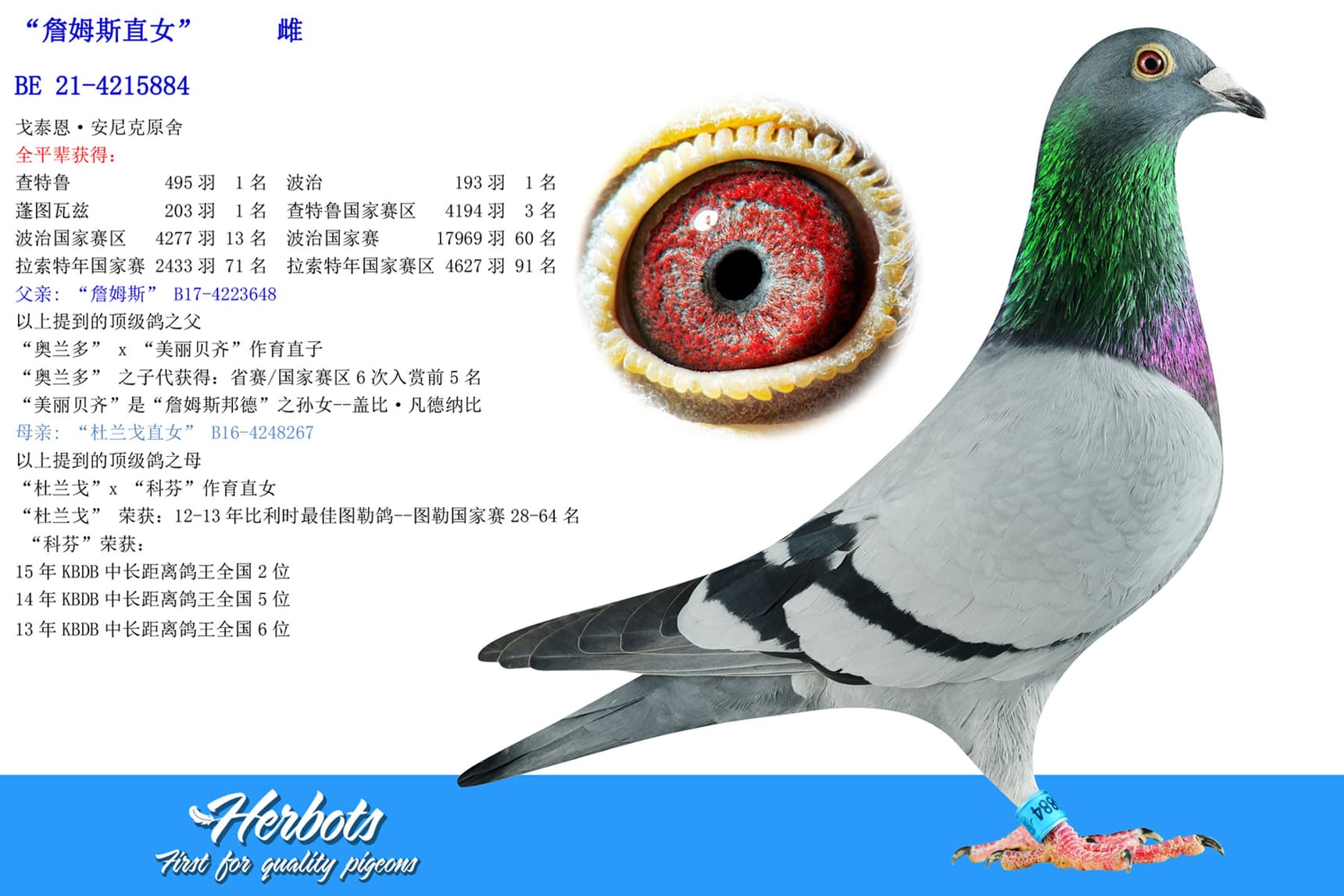 pigeon: “詹姆斯直女”		雌