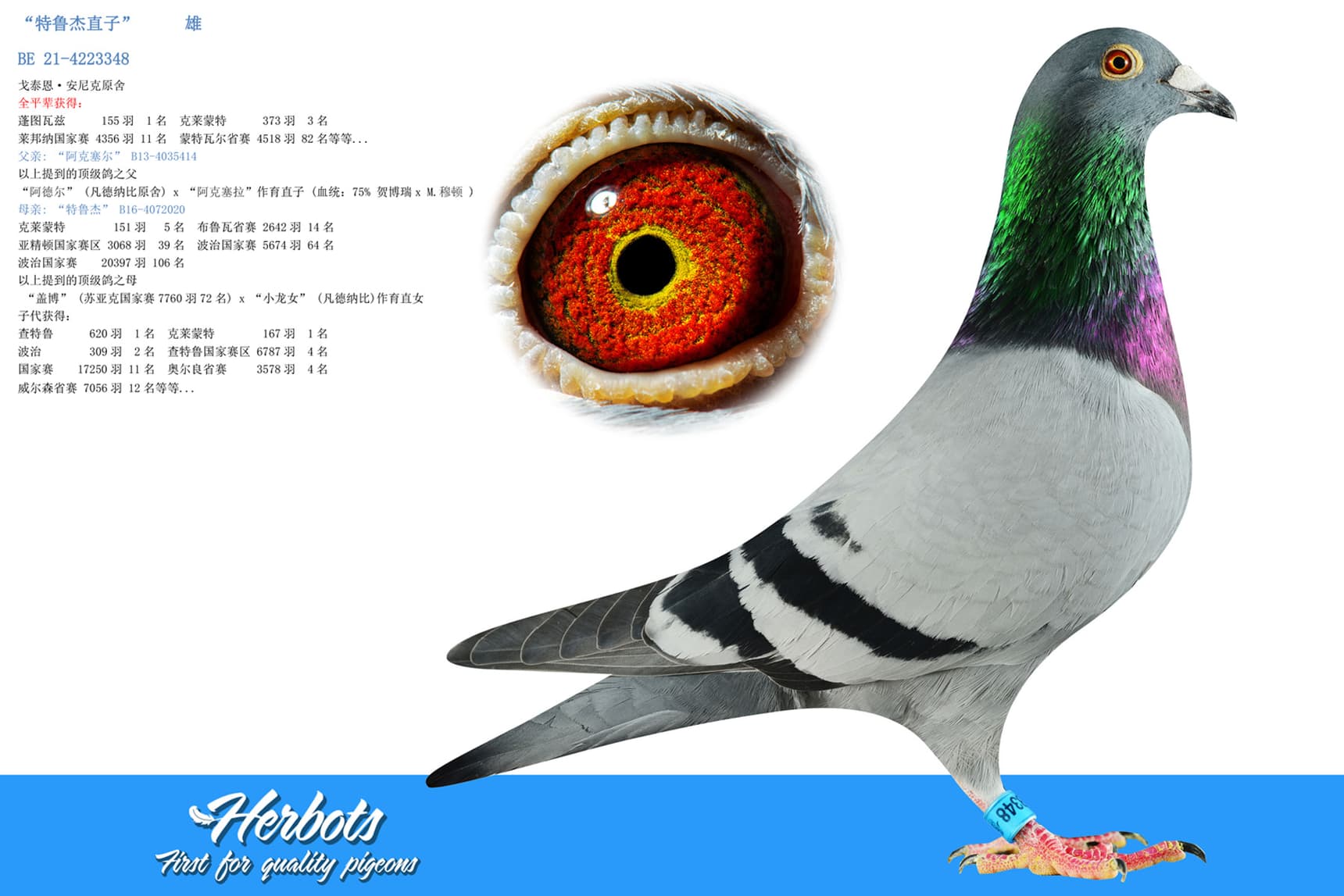 pigeon: “特鲁杰直子”		雄