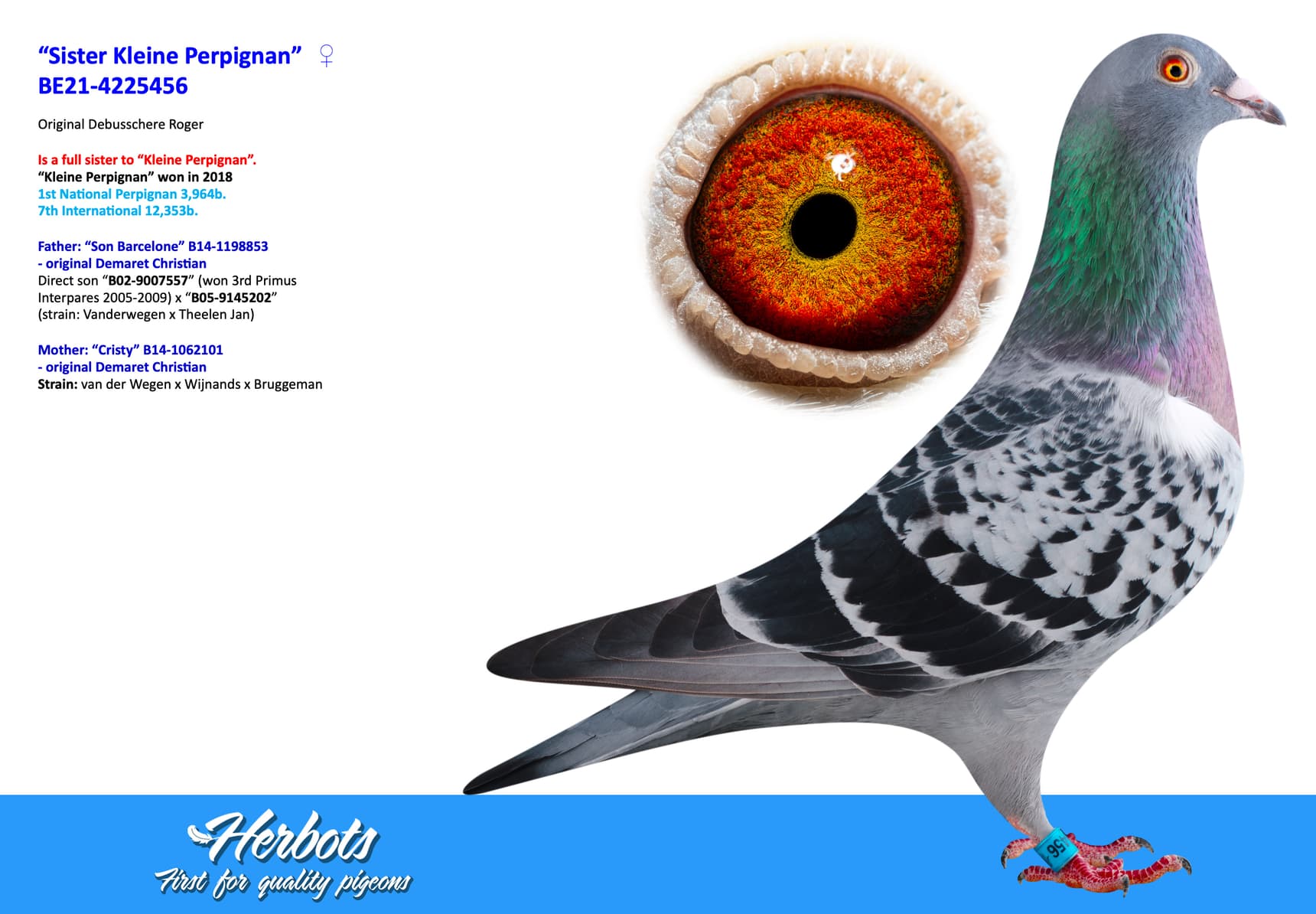pigeon: undefined