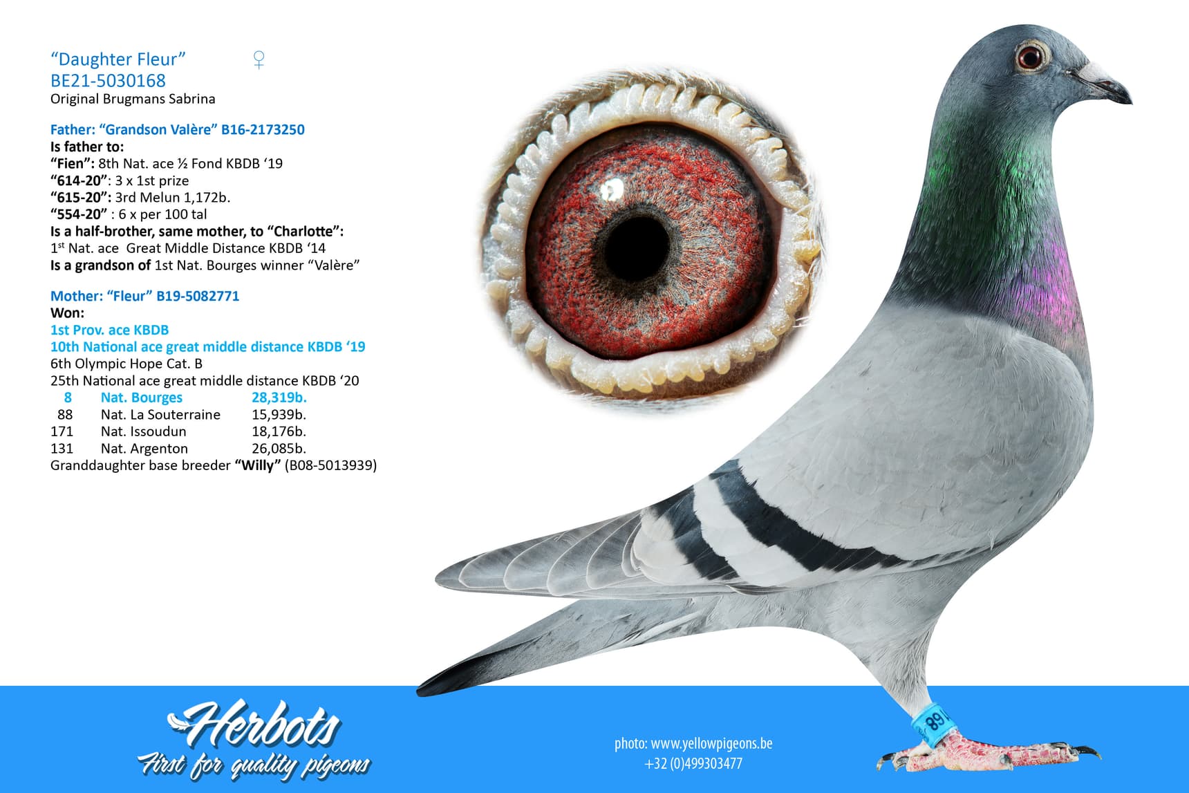 pigeon: undefined