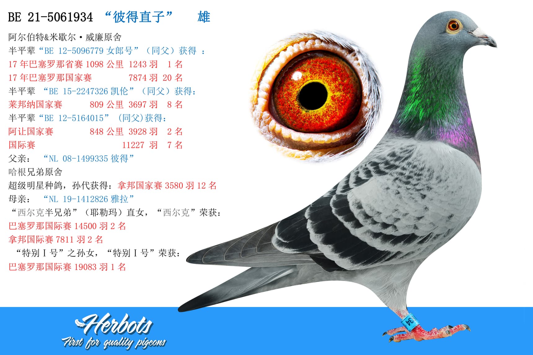 pigeon: undefined