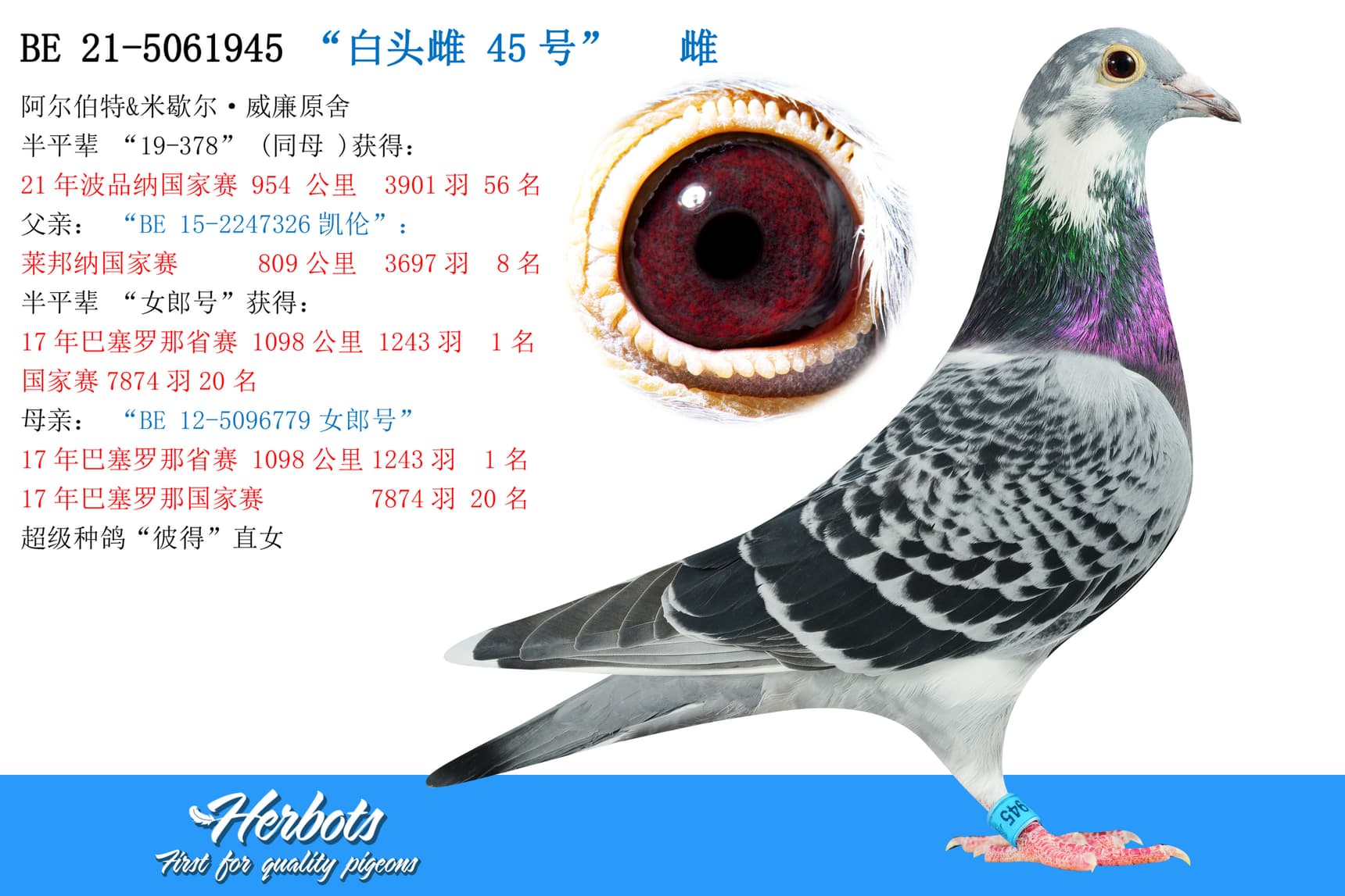 pigeon: undefined