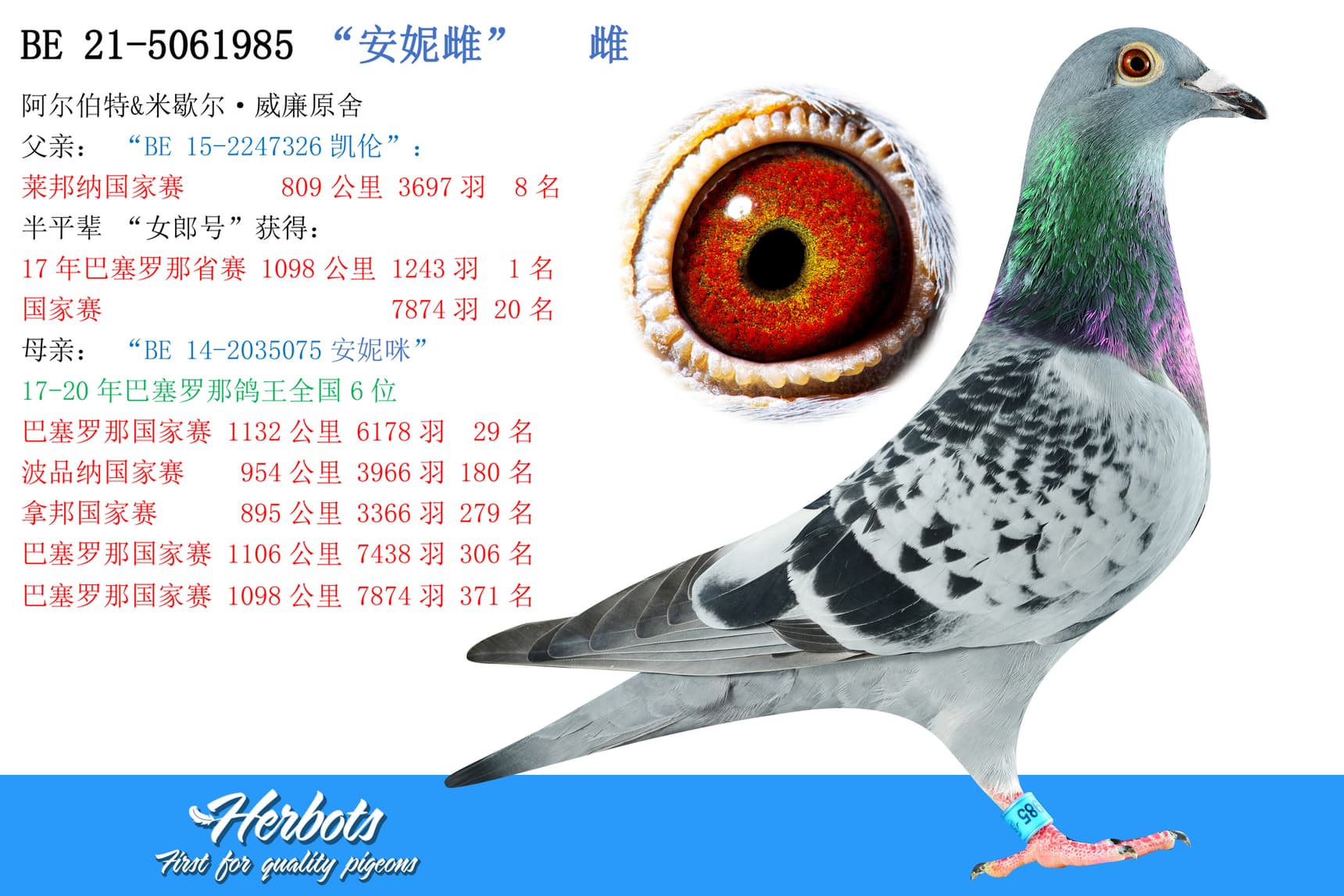 pigeon: undefined