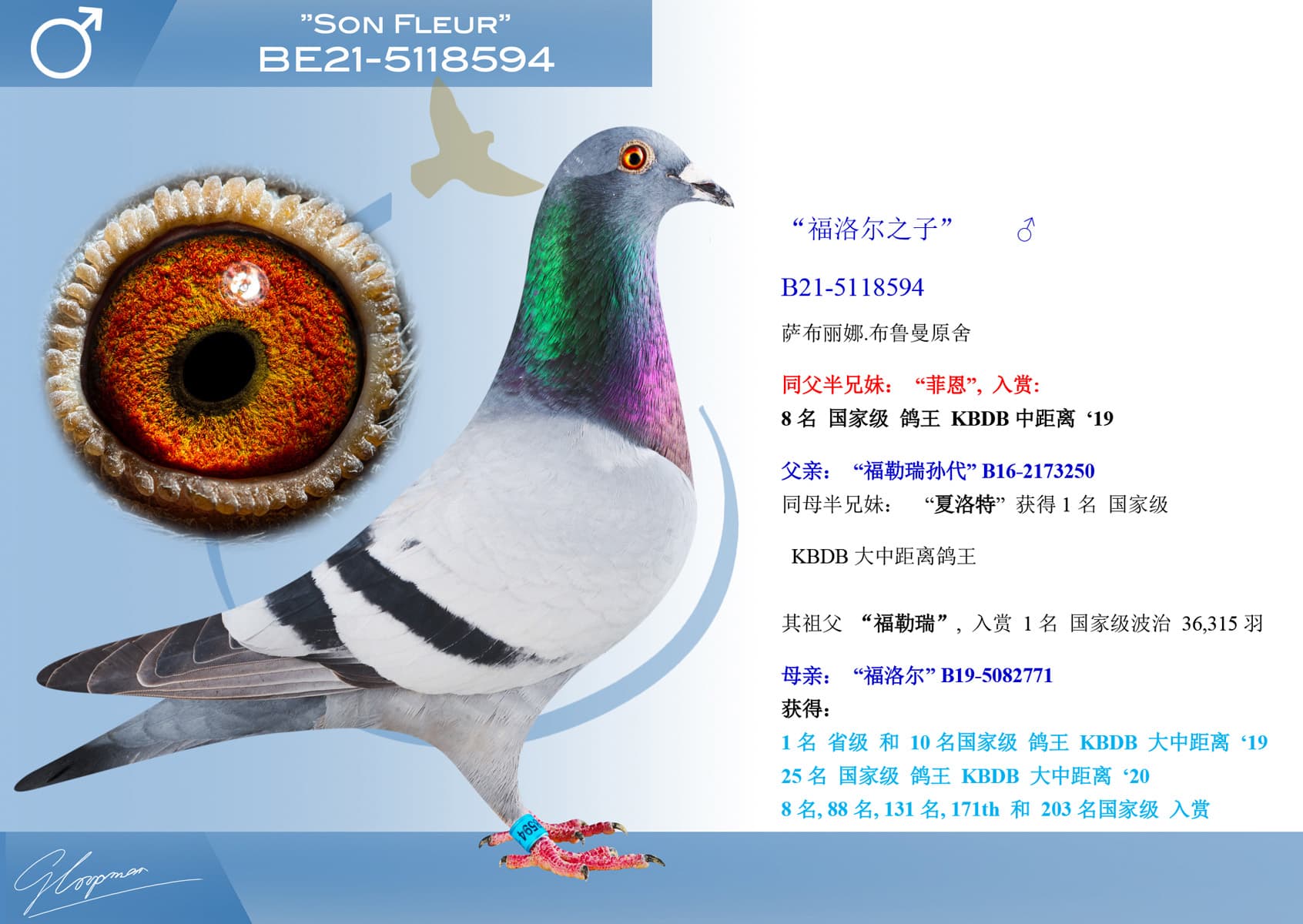 pigeon: undefined