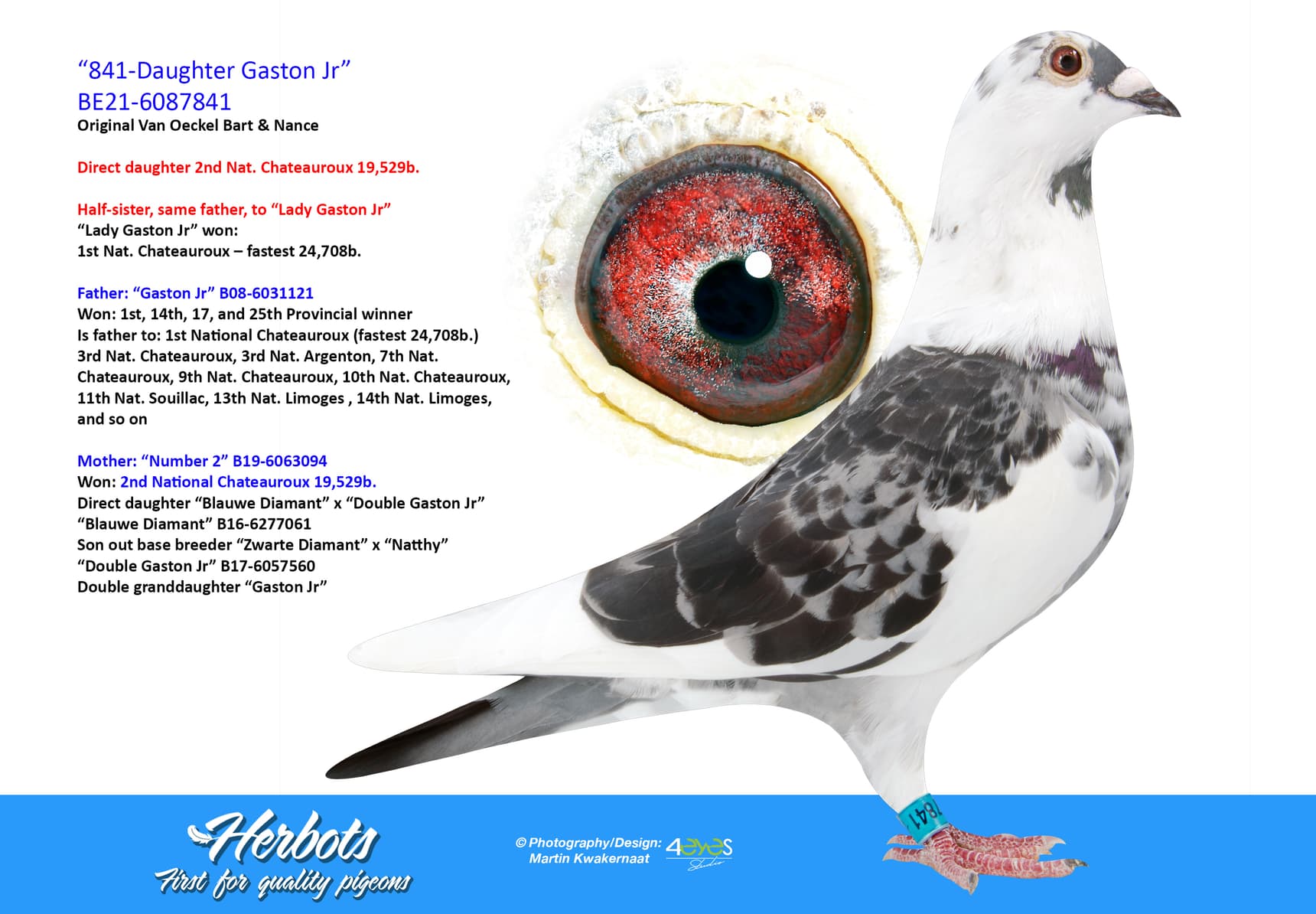 pigeon: undefined