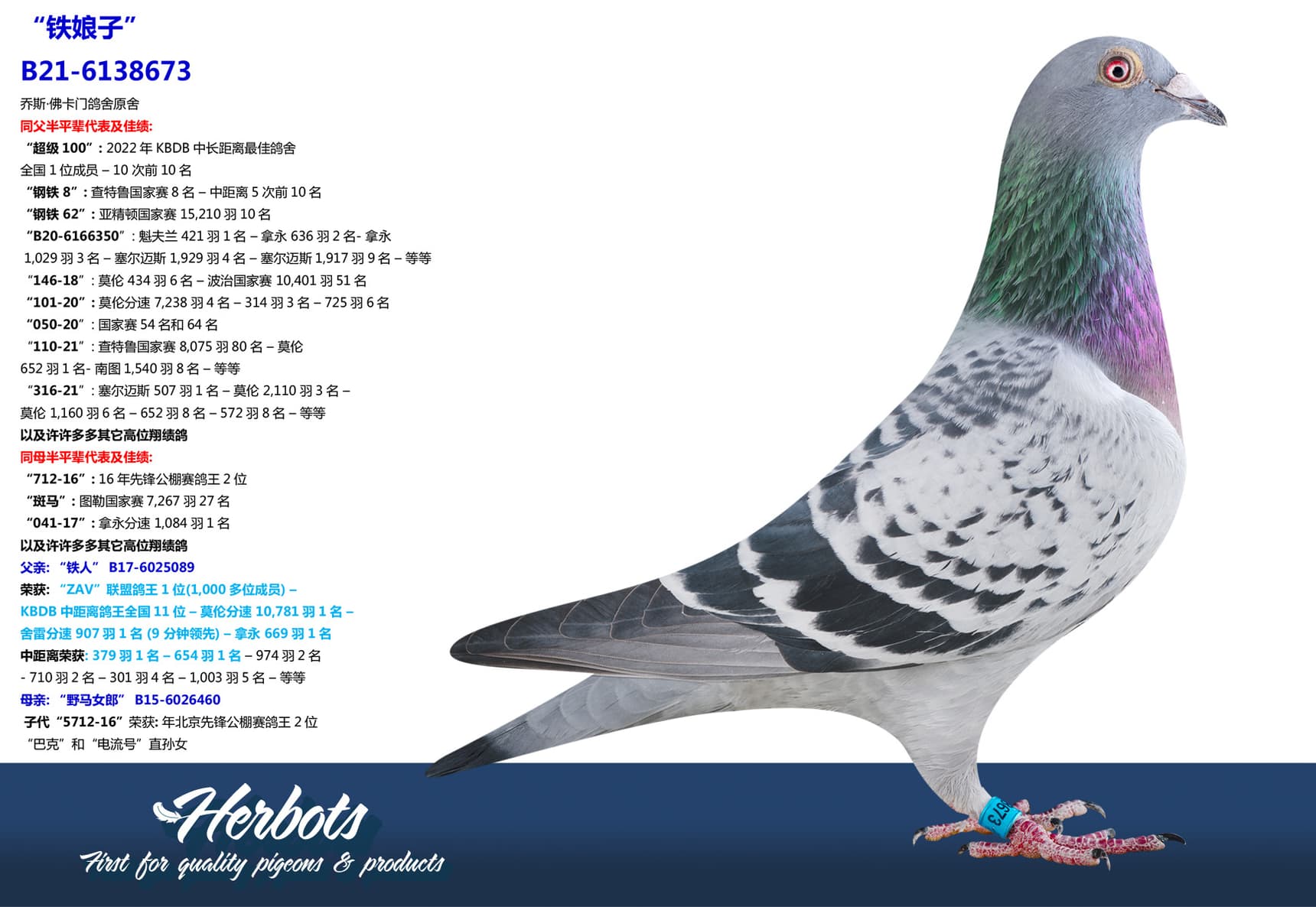 pigeon: undefined