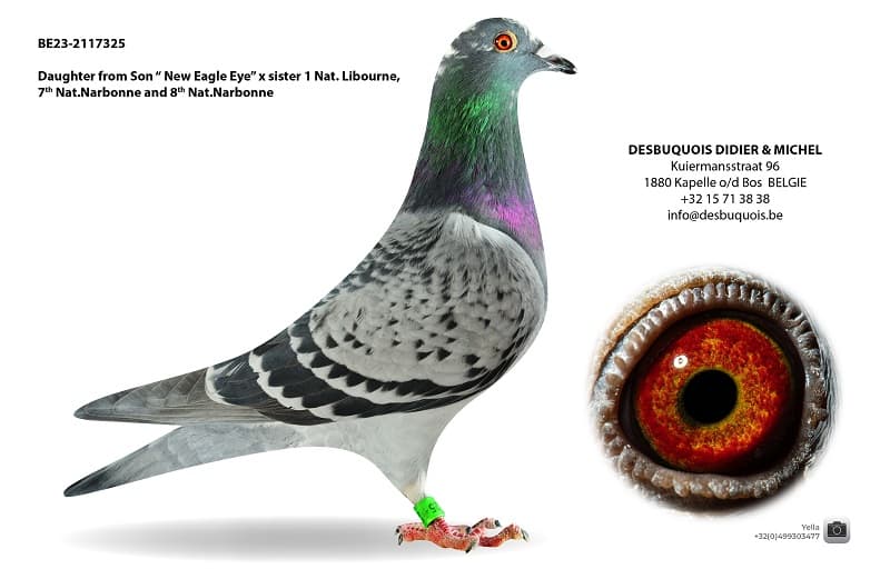 Granddaughter "New Eagle Eye"