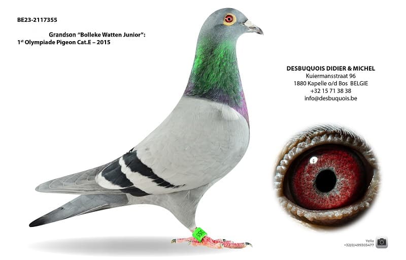 Gson "Bolleke Watten Junior"