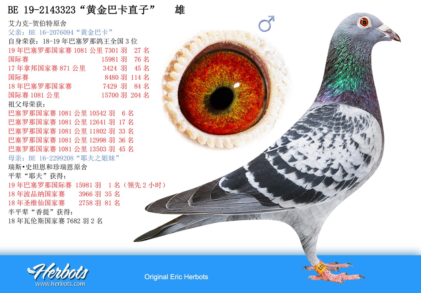 pigeon: “黄金巴卡直子”