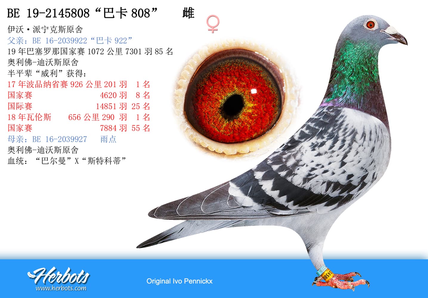 pigeon: undefined