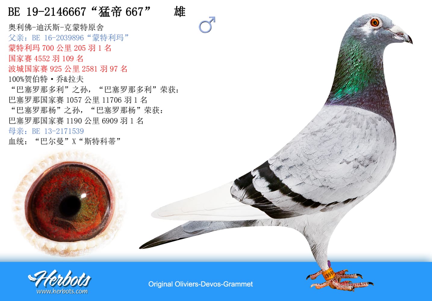 pigeon: undefined