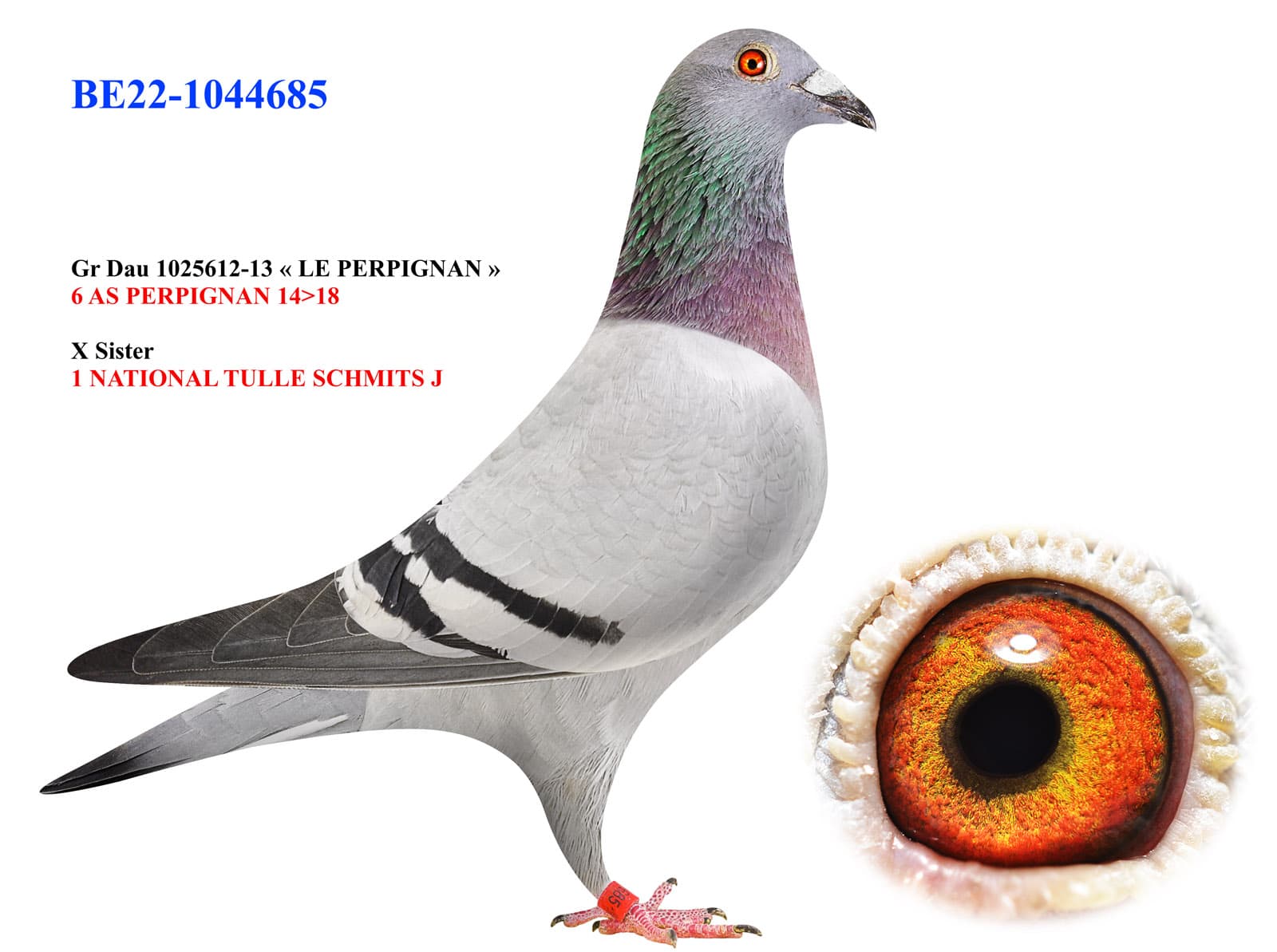 pigeon: undefined